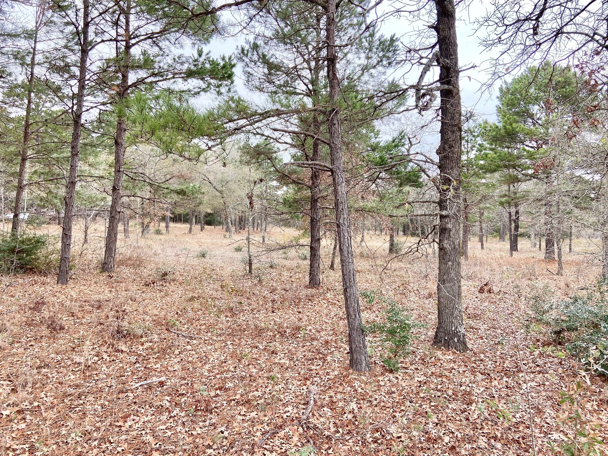 3729 Pine Wood Way Property Photo 8