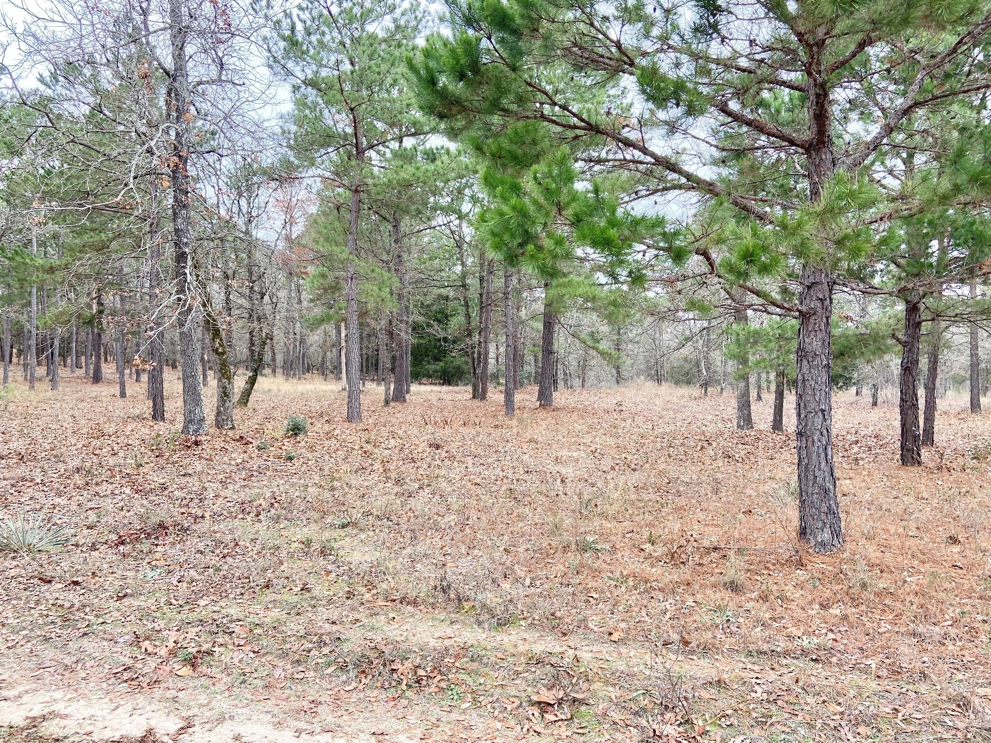 3729 Pine Wood Way Property Photo 9