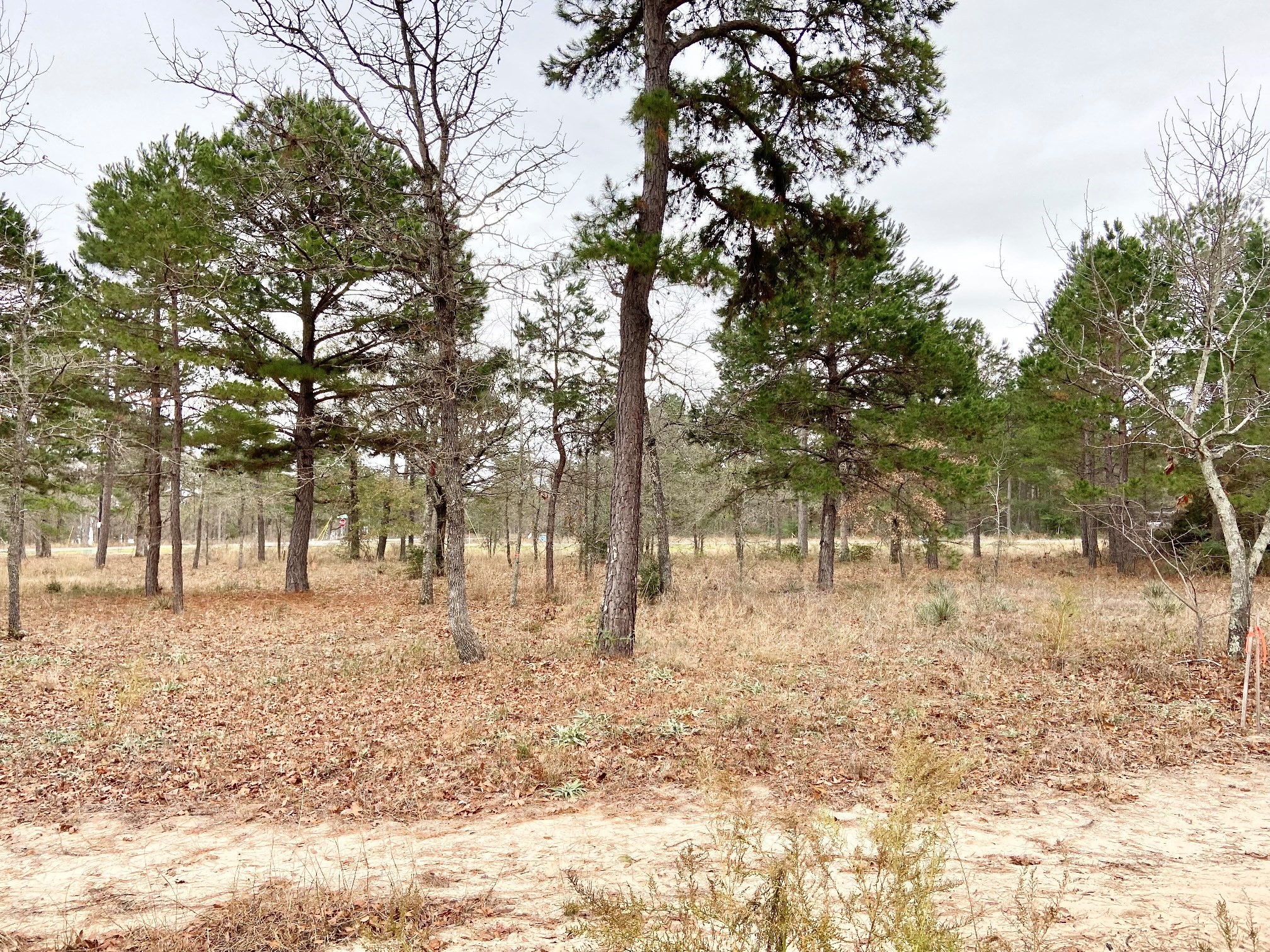 3729 Pine Wood Way Property Photo 10