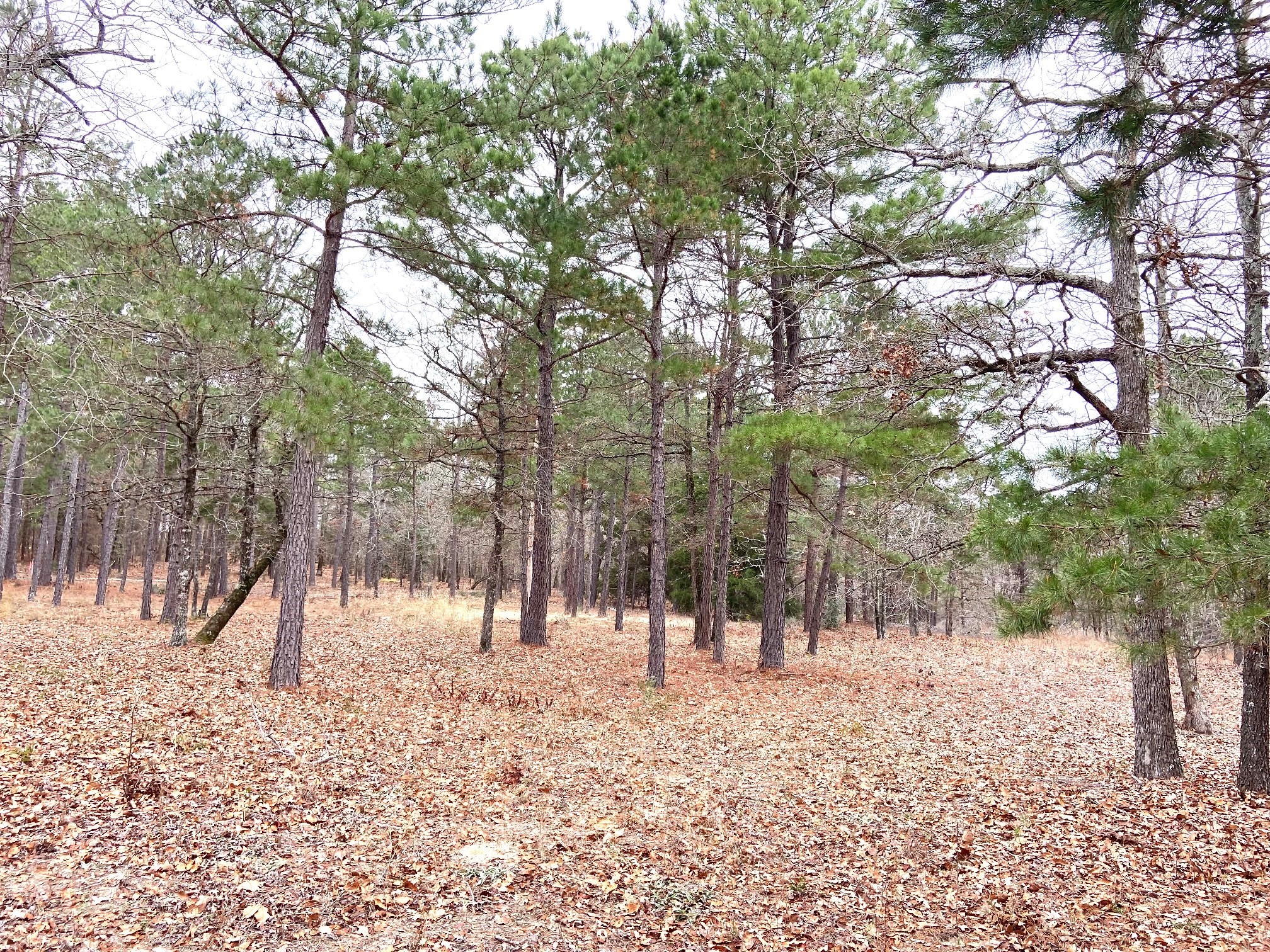 3729 Pine Wood Way Property Photo 11