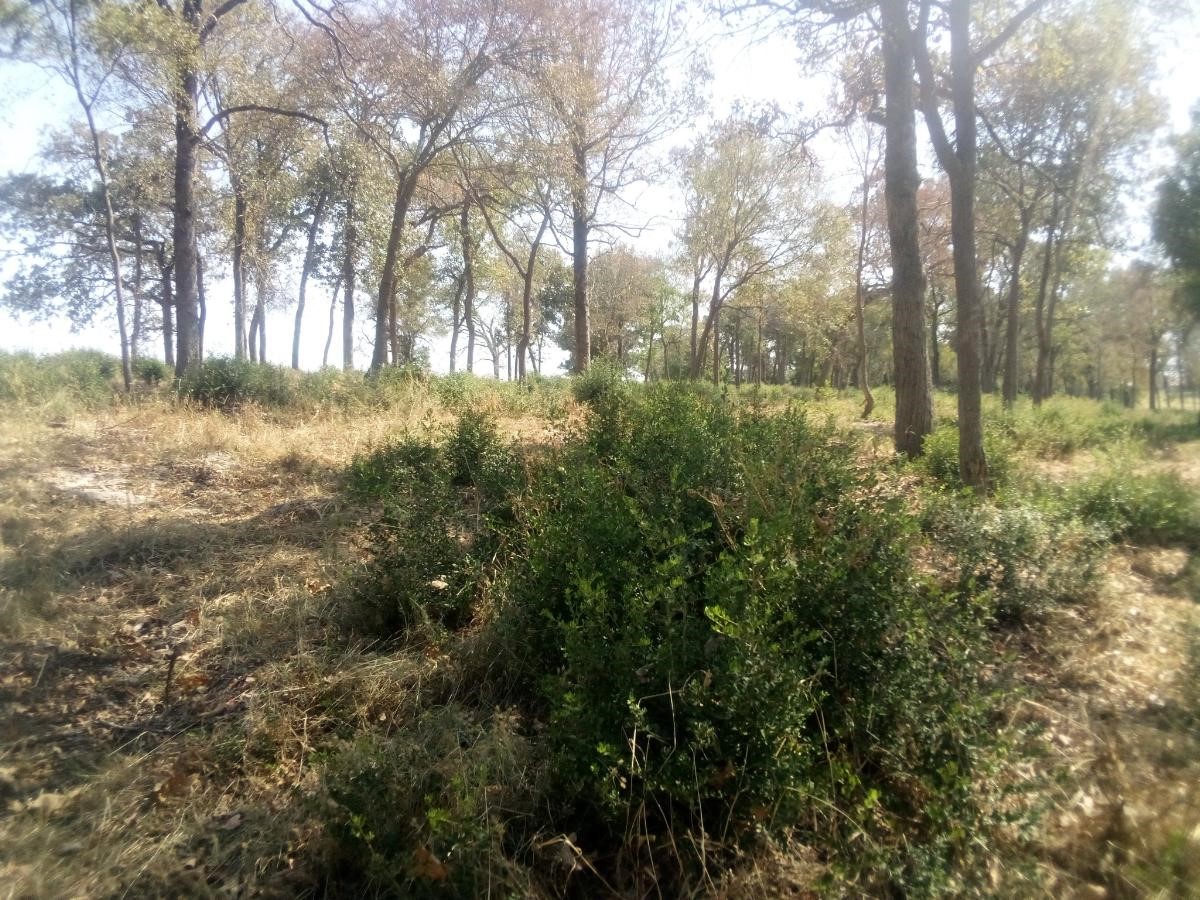 Tr 7 Tbd Pr 1311 Property Photo 18