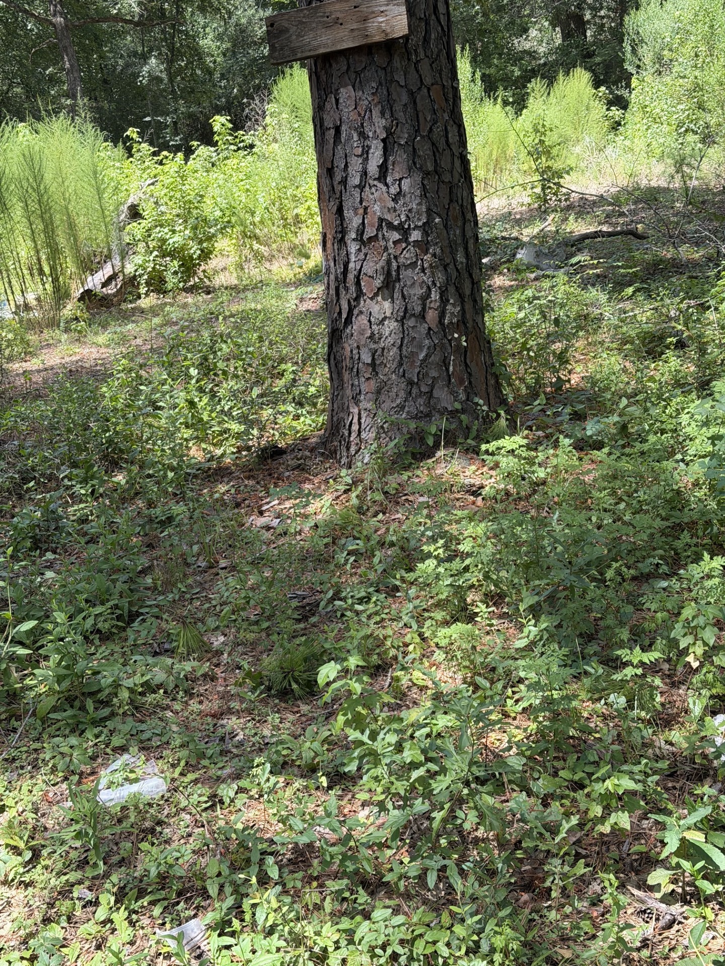 41502 S Buckhorn Lane Property Photo 1