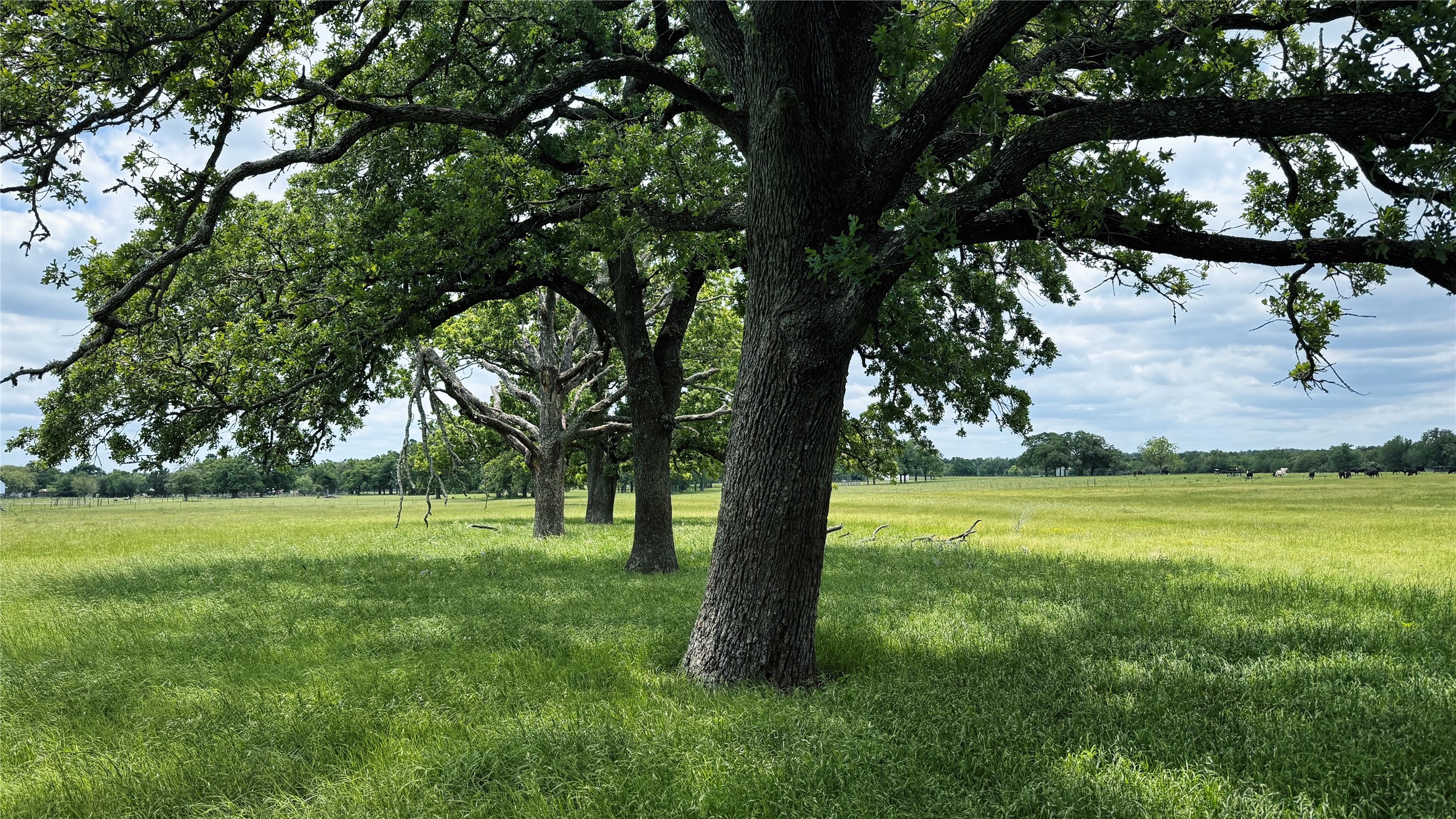 Tbd County Road 317 Property Photo 19
