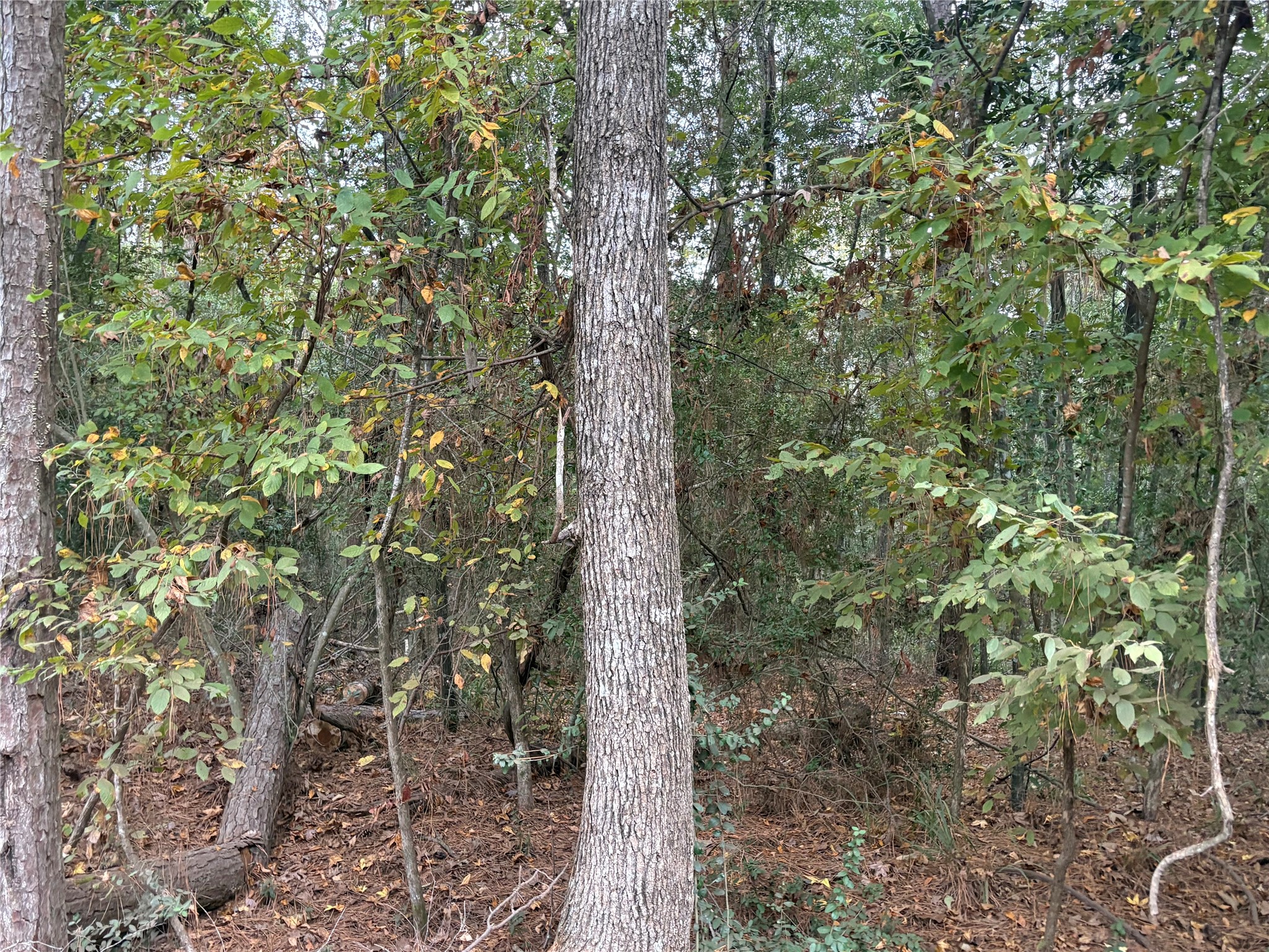 Tbd Magnolia Duke Drive Property Photo 4