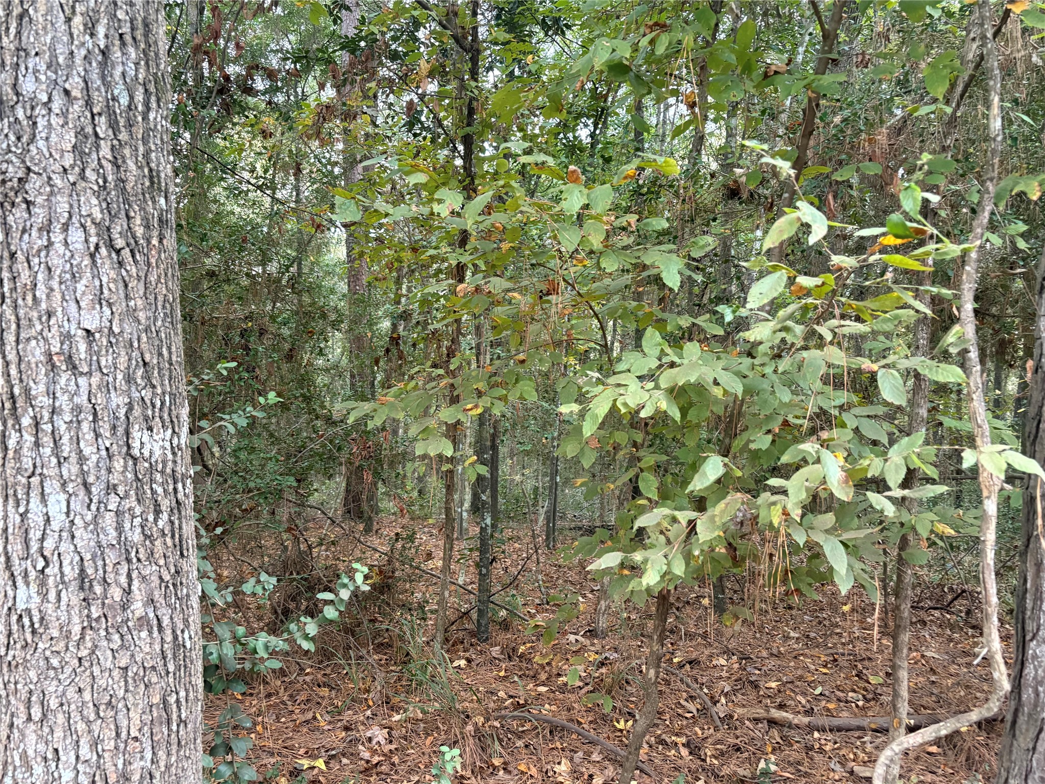 Tbd Magnolia Duke Drive Property Photo 7