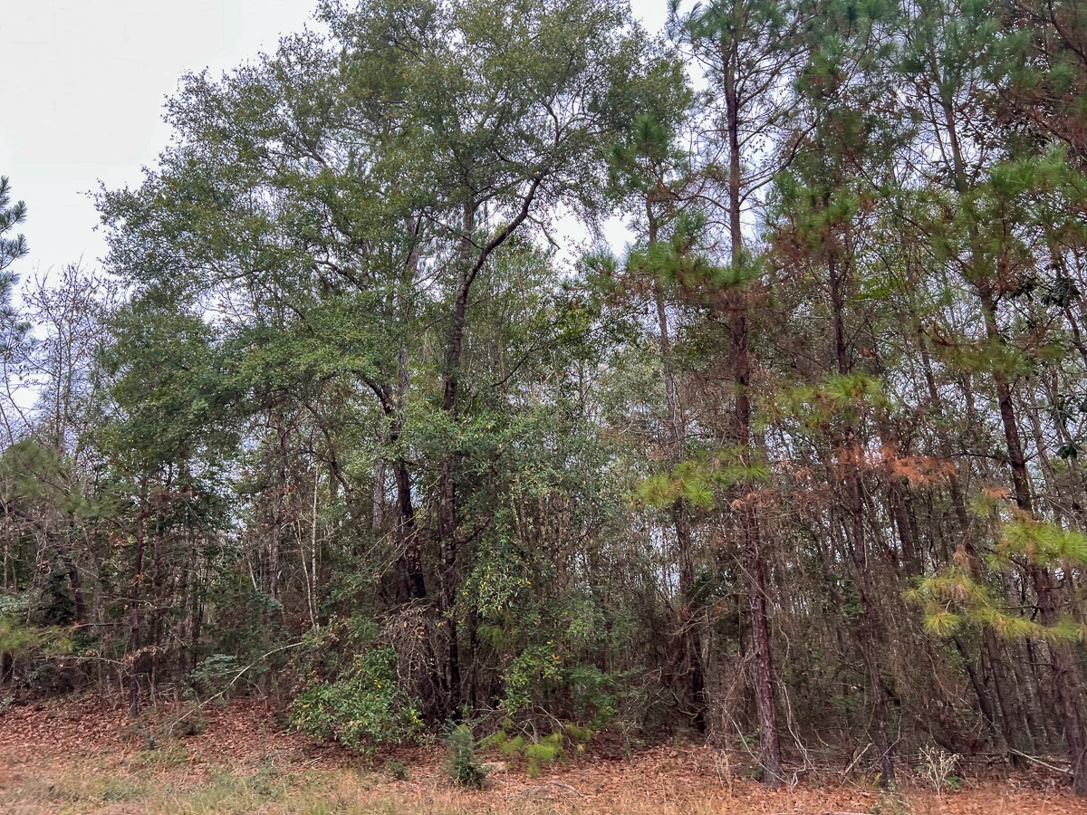 T-2 Highway 190 Property Photo 15