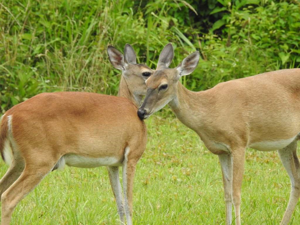 4622 Cypress Lakes Circle Property Photo 19