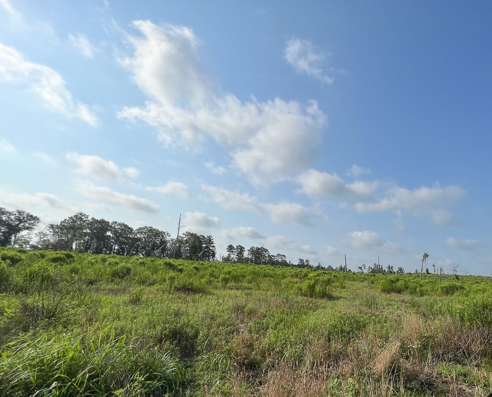 0 Fm 2989 Property Photo 6
