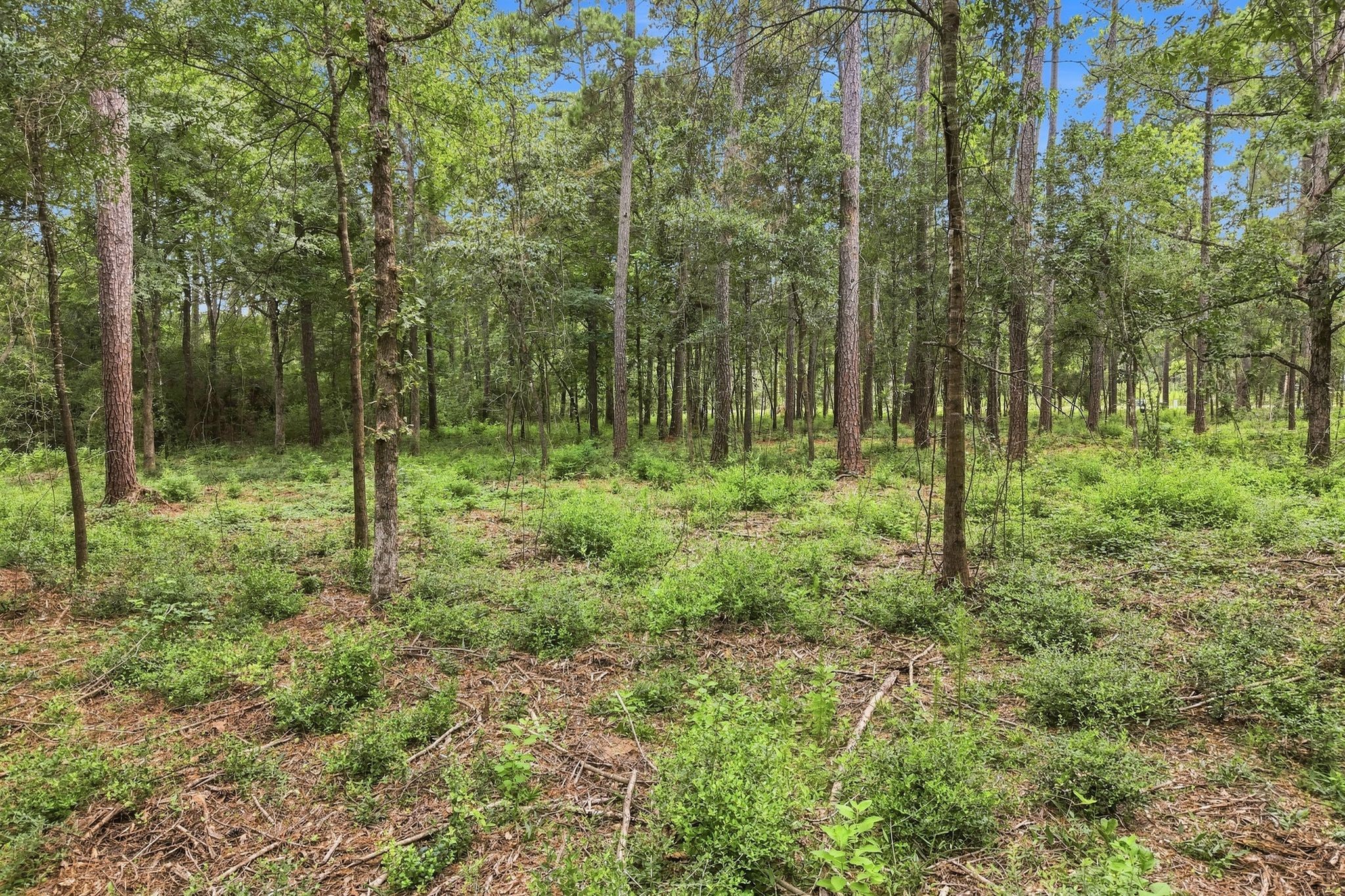 15890 Four Hills Road Property Photo 4