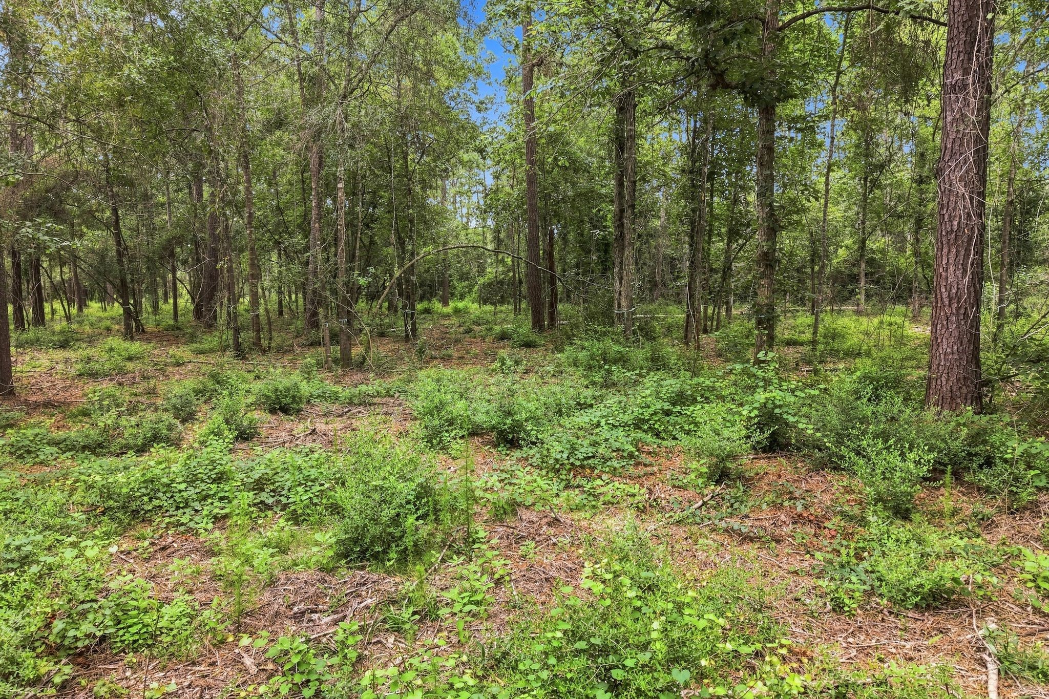 15890 Four Hills Road Property Photo 9