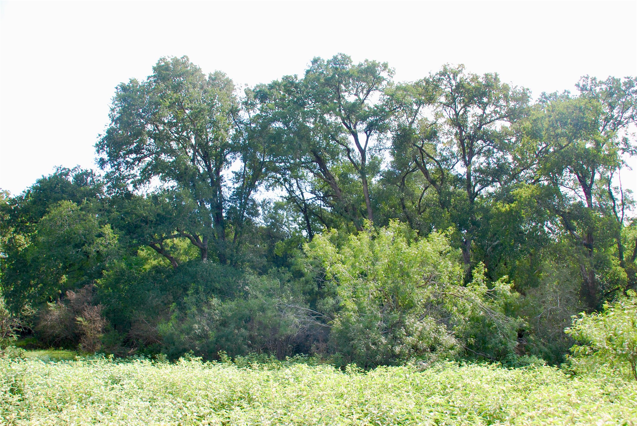 9590 Maynard Hallmark Road Property Photo 19