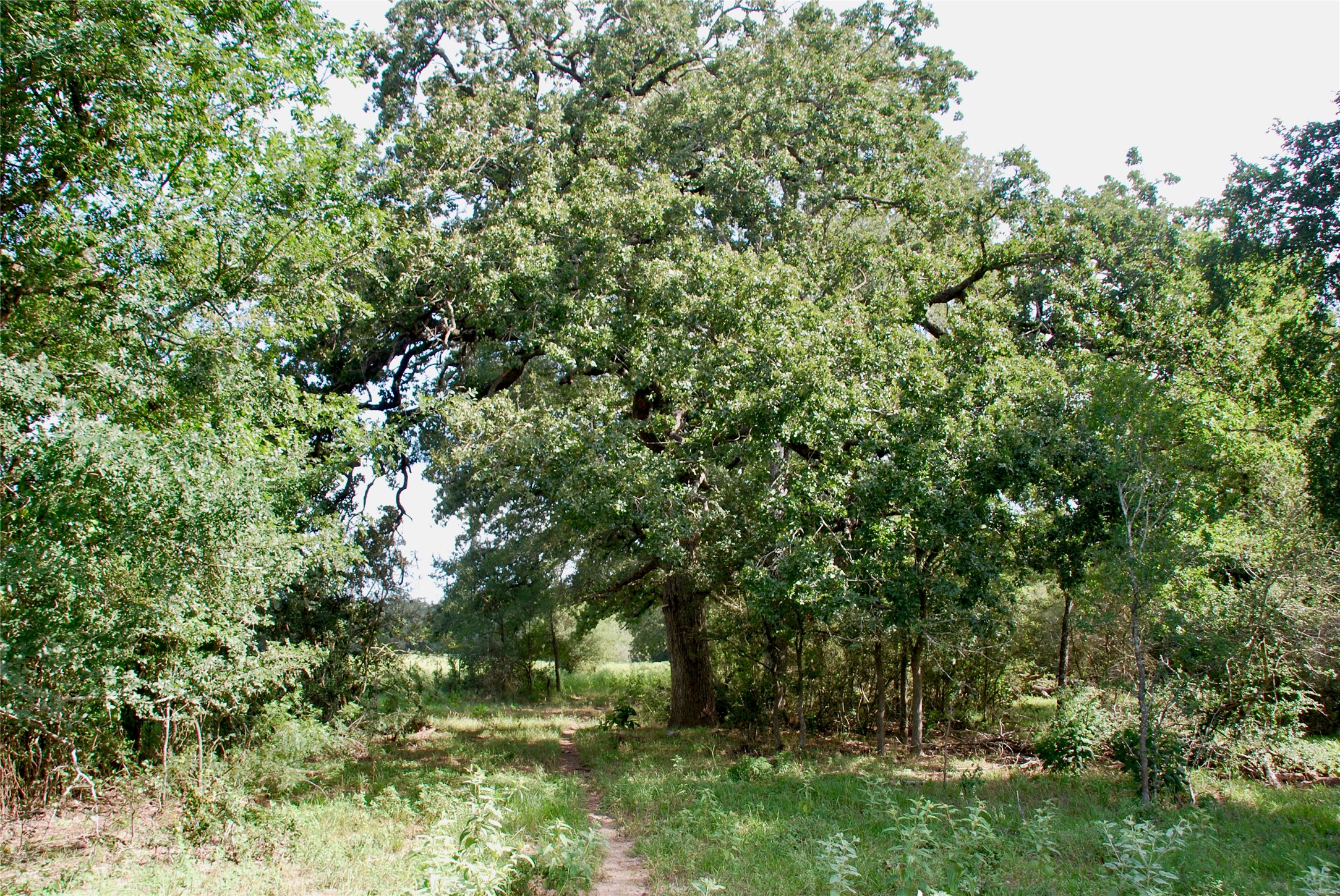9590 Maynard Hallmark Road Property Photo 26
