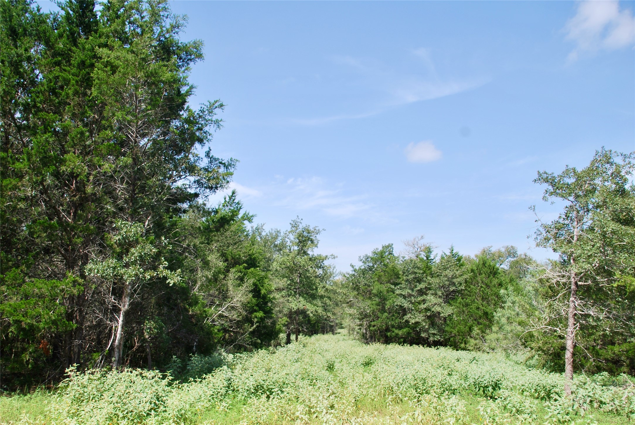 9590 Maynard Hallmark Road Property Photo 43