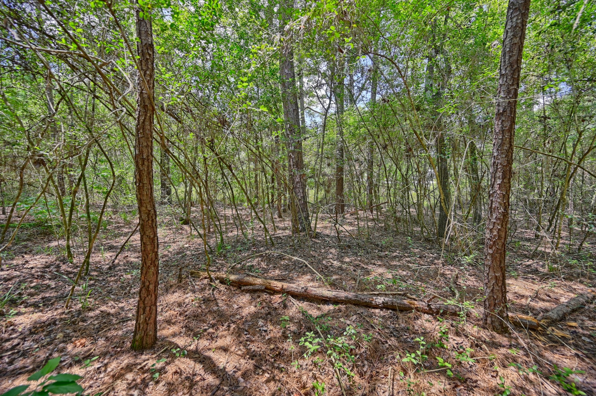 16893 Whippoorwill Road Property Photo 23