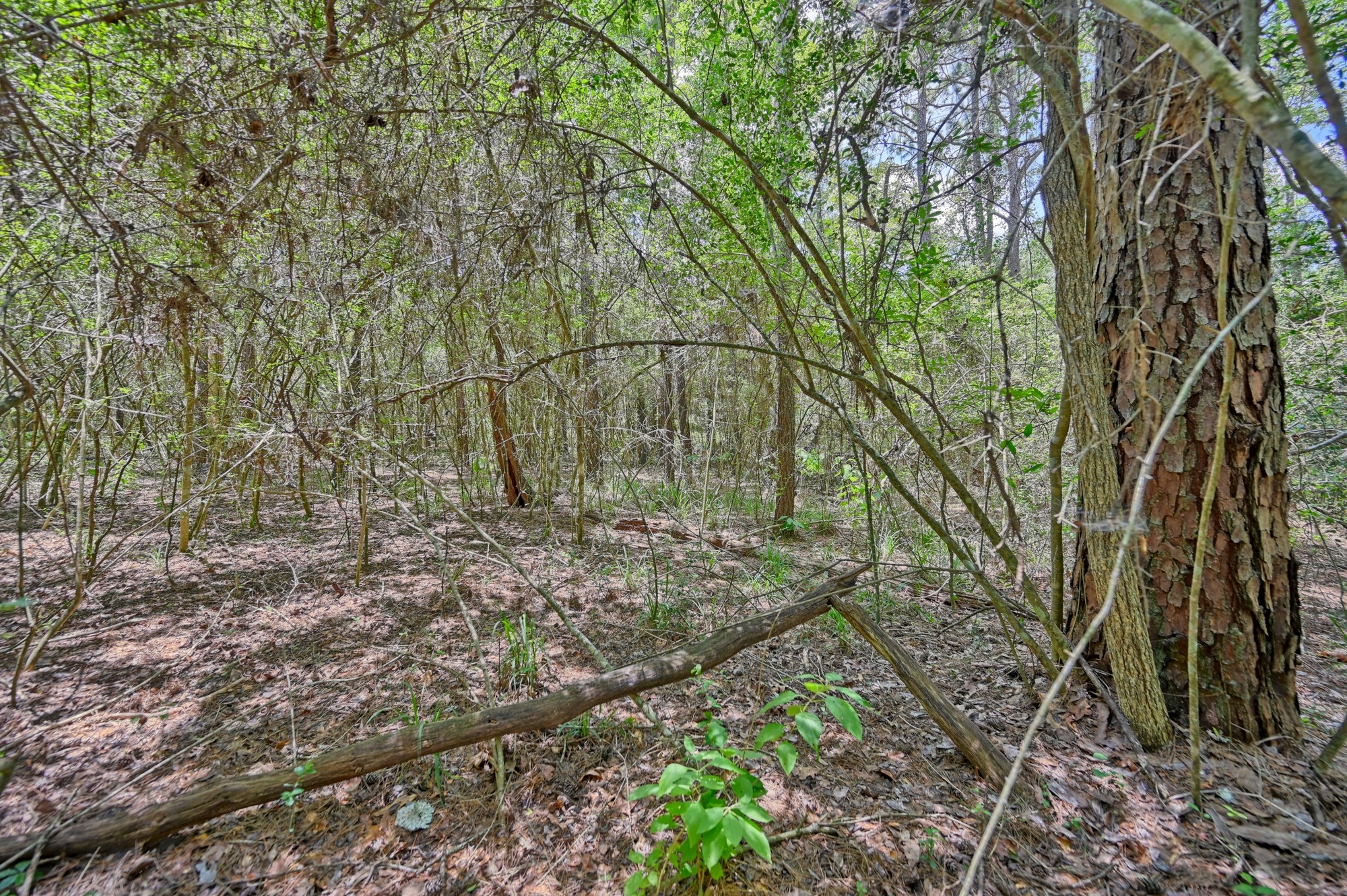 16893 Whippoorwill Road Property Photo 27