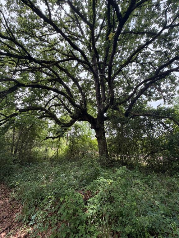 371 Fm 1872 Property Photo 47