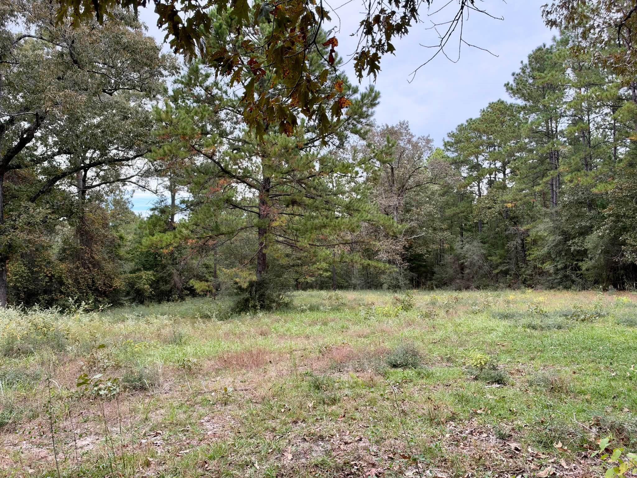 7 Acres Cr 3266, Colmesneil Tx 75938 Property Photo 1