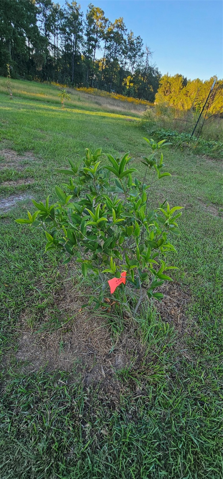5654 Airline Road Property Photo 16