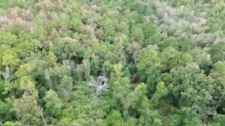9.3ac County Road 2035, Newton Tx 75966 Property Photo 2
