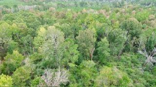 9.3ac County Road 2035, Newton Tx 75966 Property Photo 3