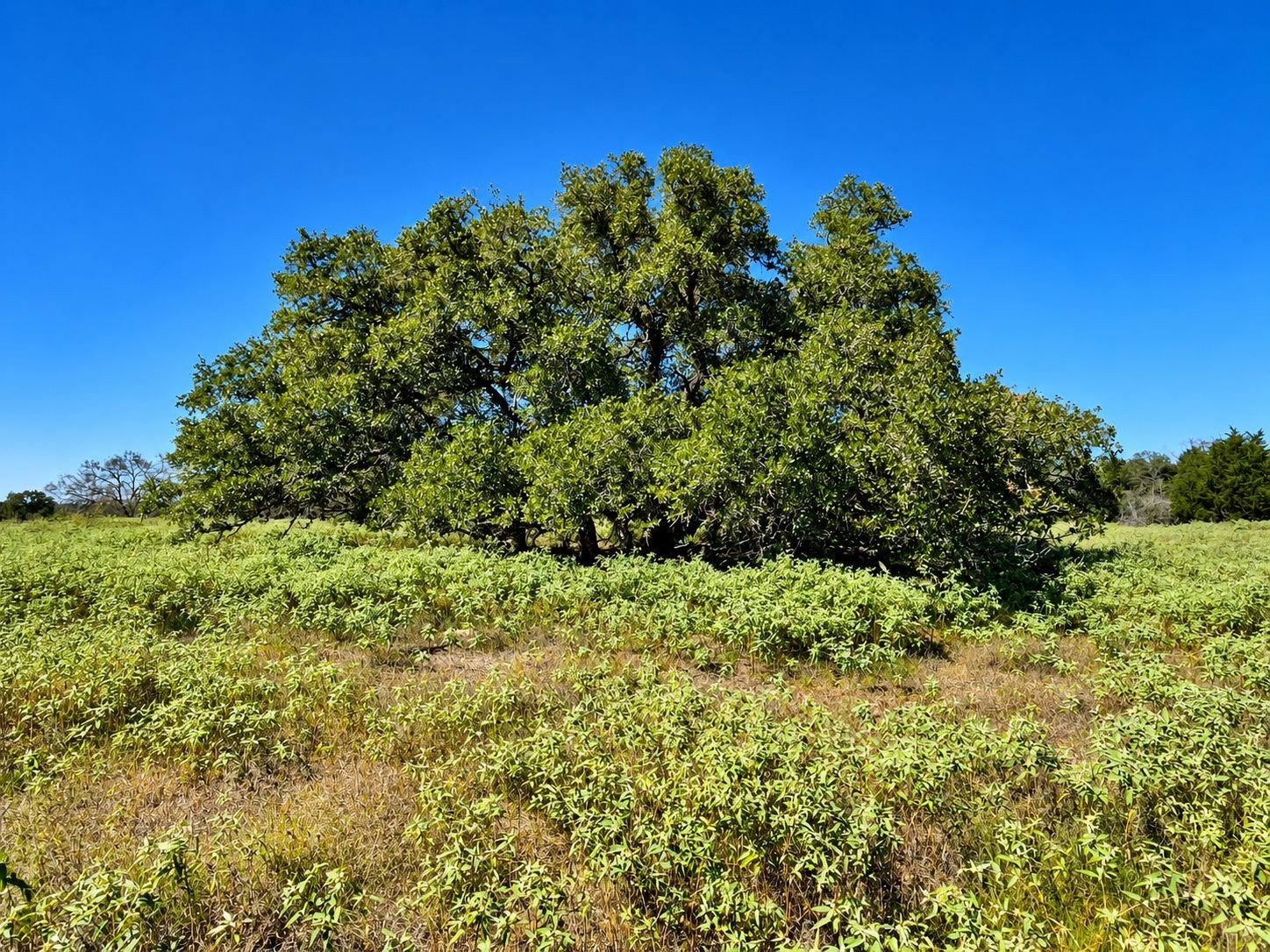 Tbd County Road 132 Property Photo 8