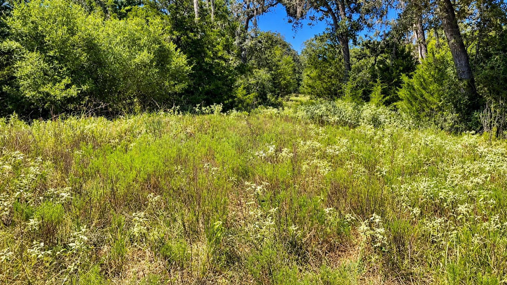 Tbd County Road 132 Property Photo 11