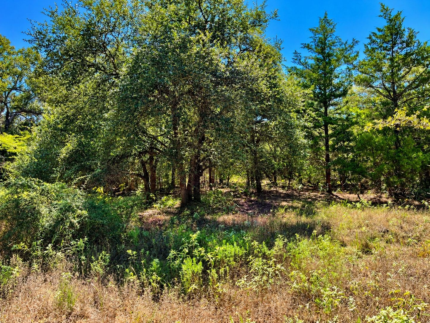 Tbd County Road 132 Property Photo 21