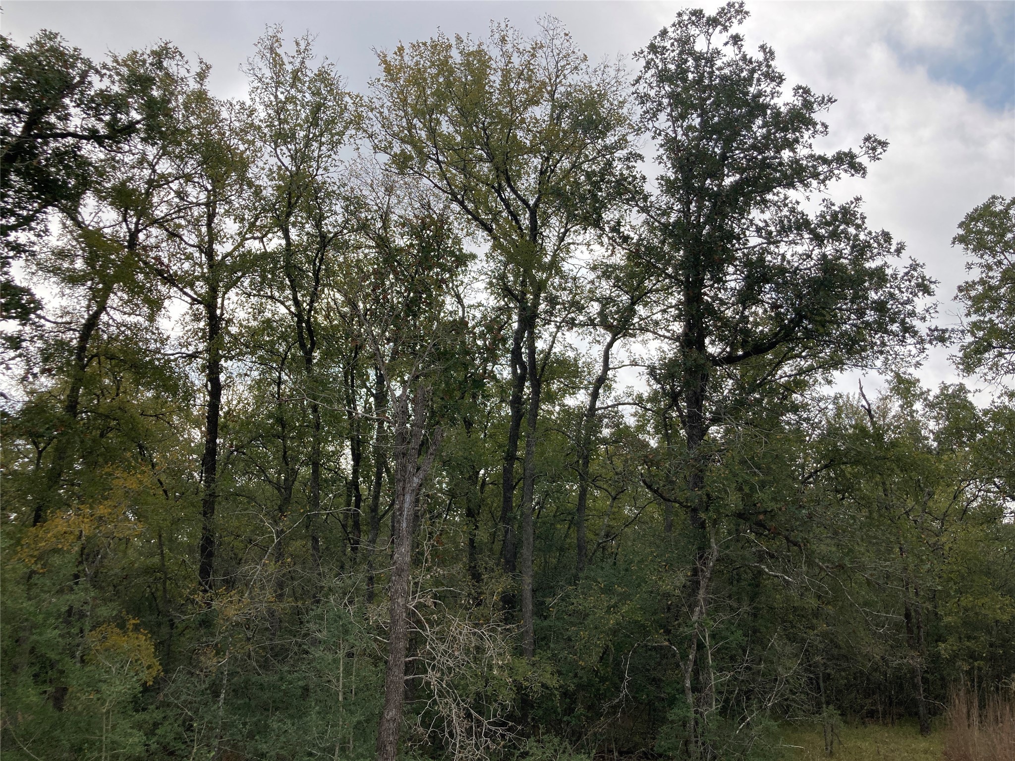 Tbd Pin Tail Cove Property Photo 10