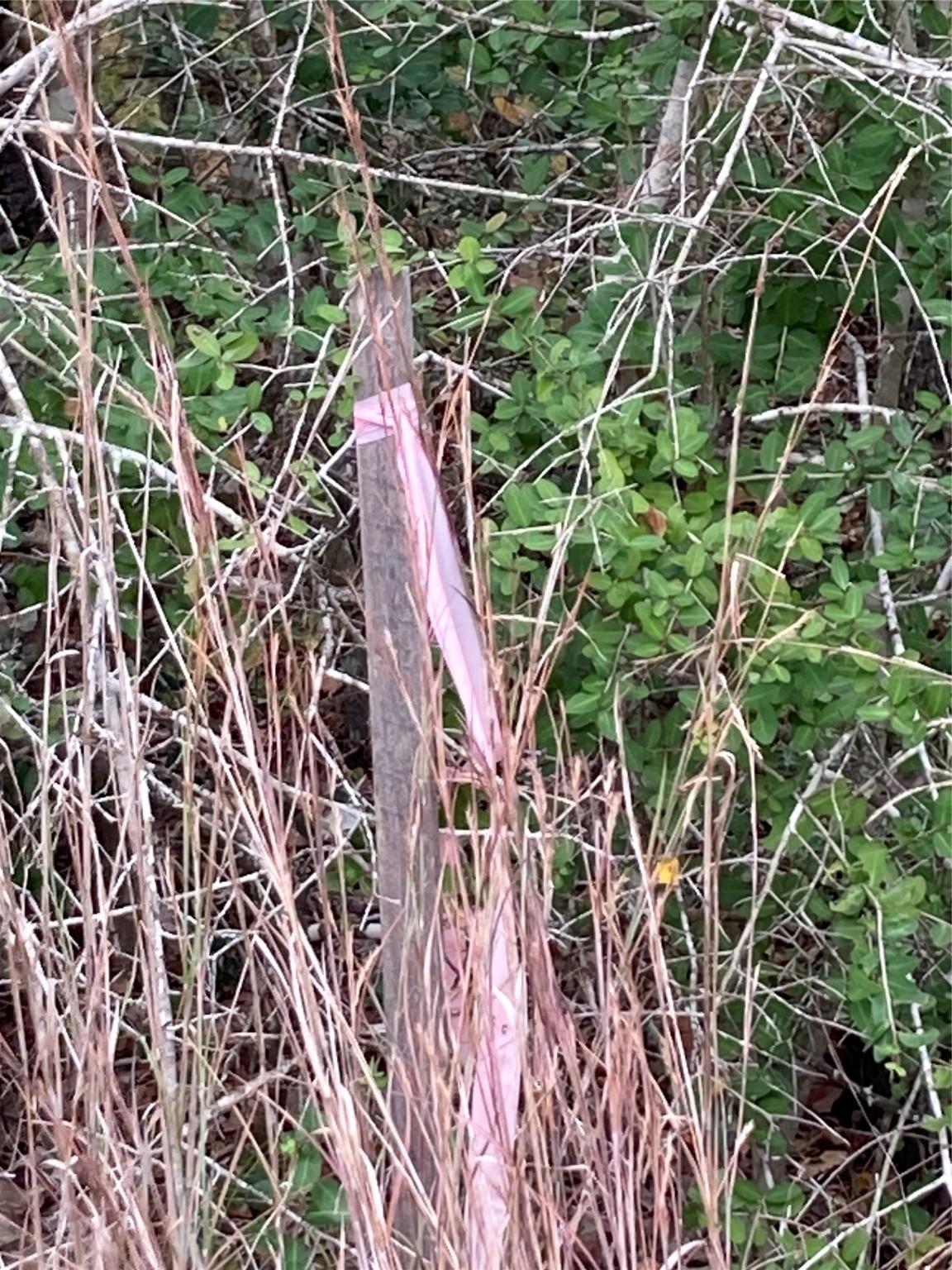 Tbd Pin Tail Cove Property Photo 12