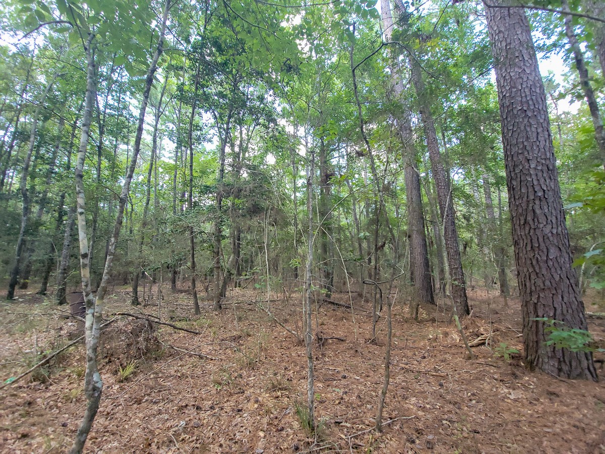 Tbd Cotten Lane Property Photo 8