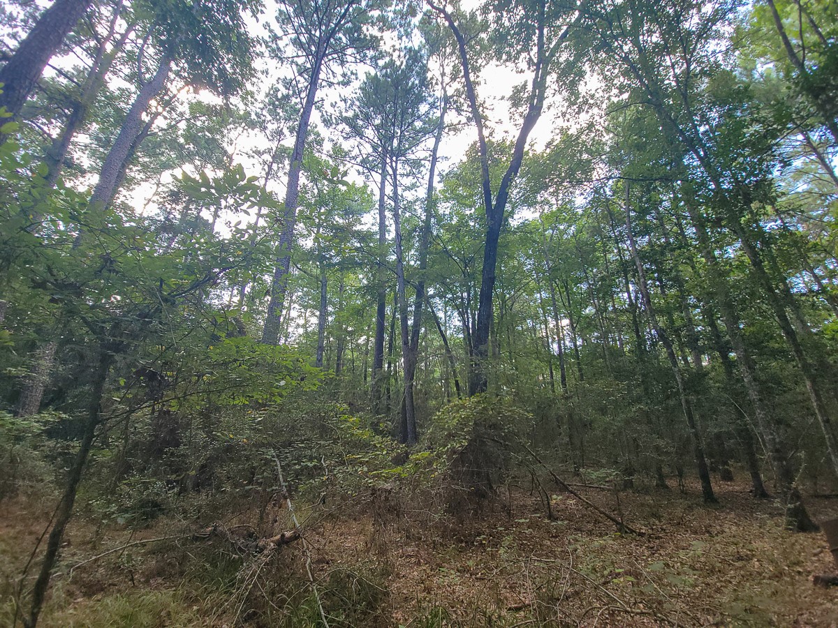 Tbd Cotten Lane Property Photo 9