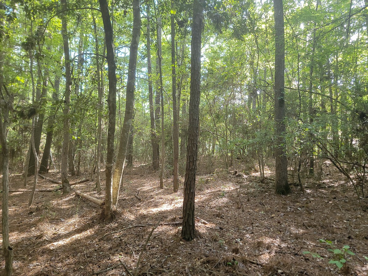 Tbd Cotten Lane Property Photo 10