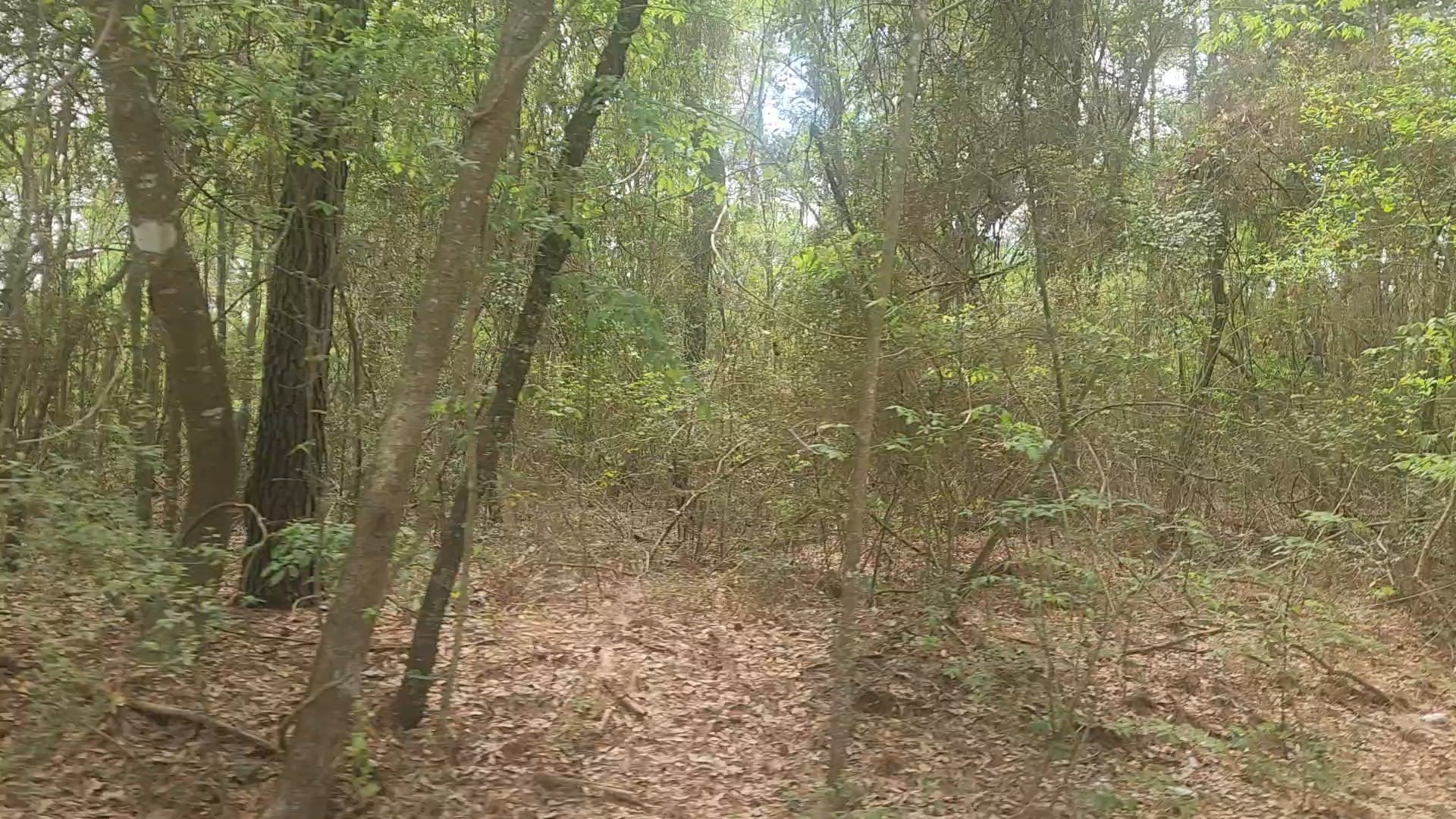 Lot 1 Thornwood Drive Property Photo 10