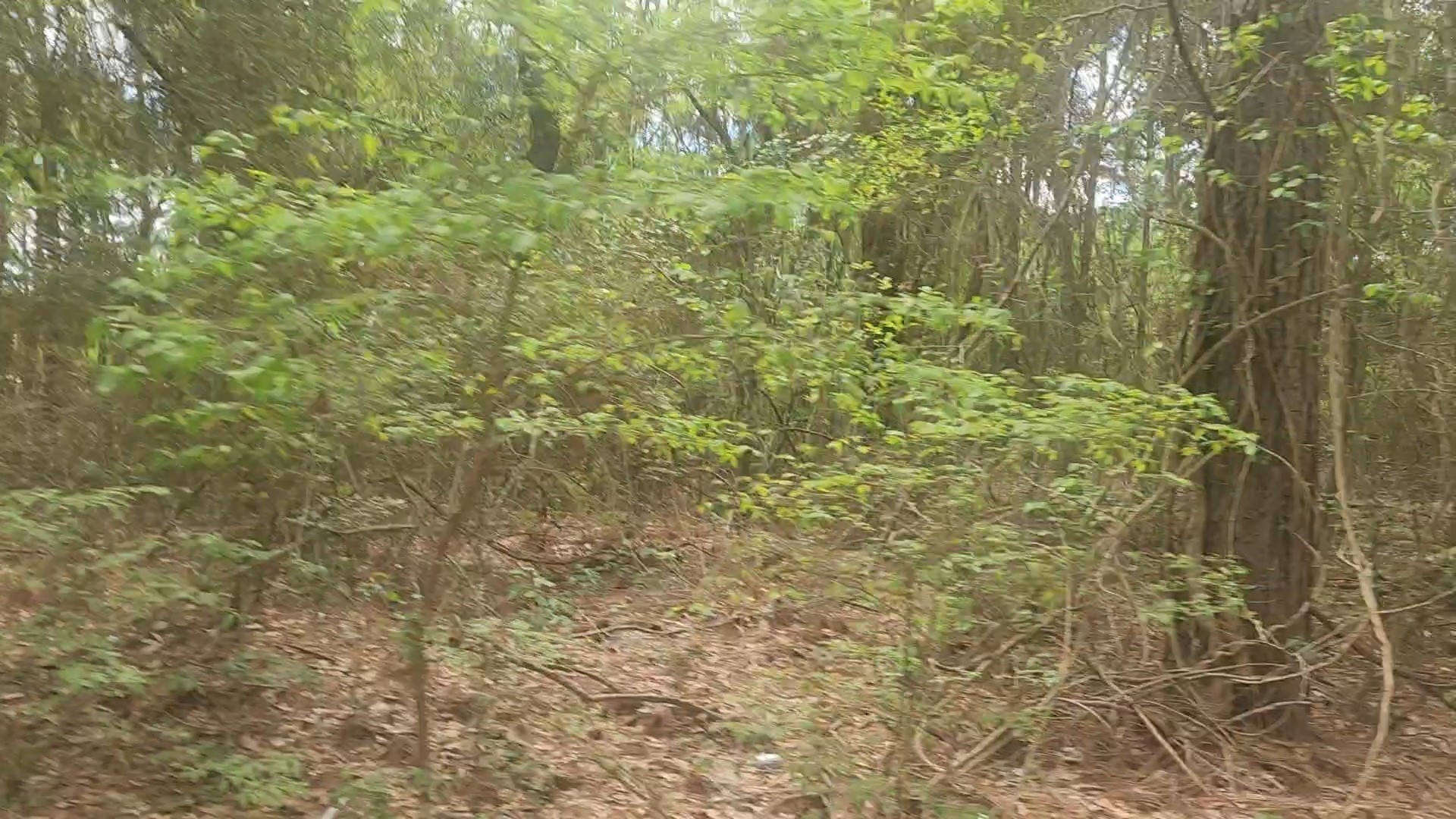 Lot 1 Thornwood Drive Property Photo 11