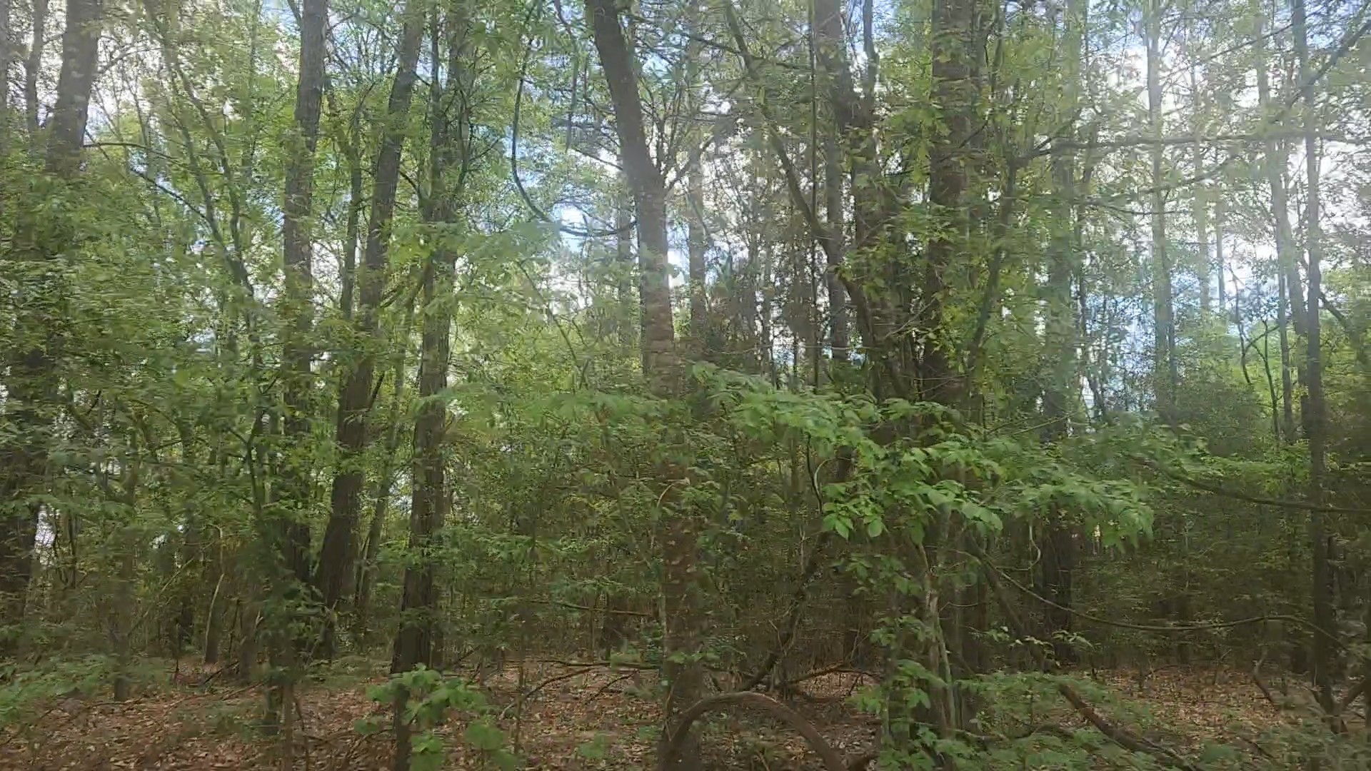 Lot 1 Thornwood Drive Property Photo 22