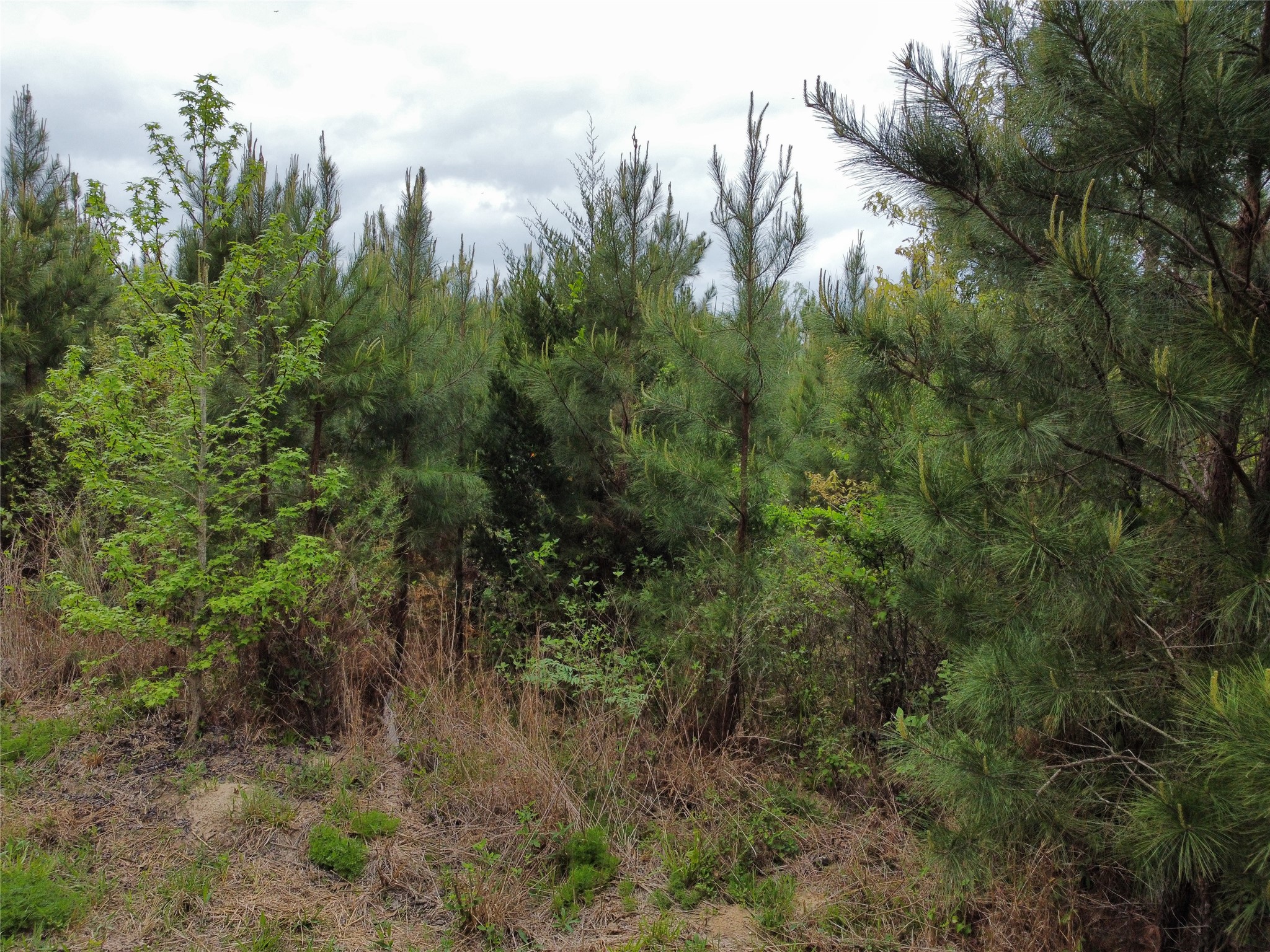 Tbd Joy Wright Mount Rd Property Photo 4