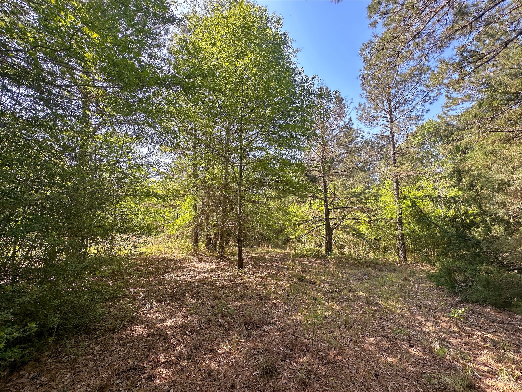Tbd Fm 1511 Property Photo 3