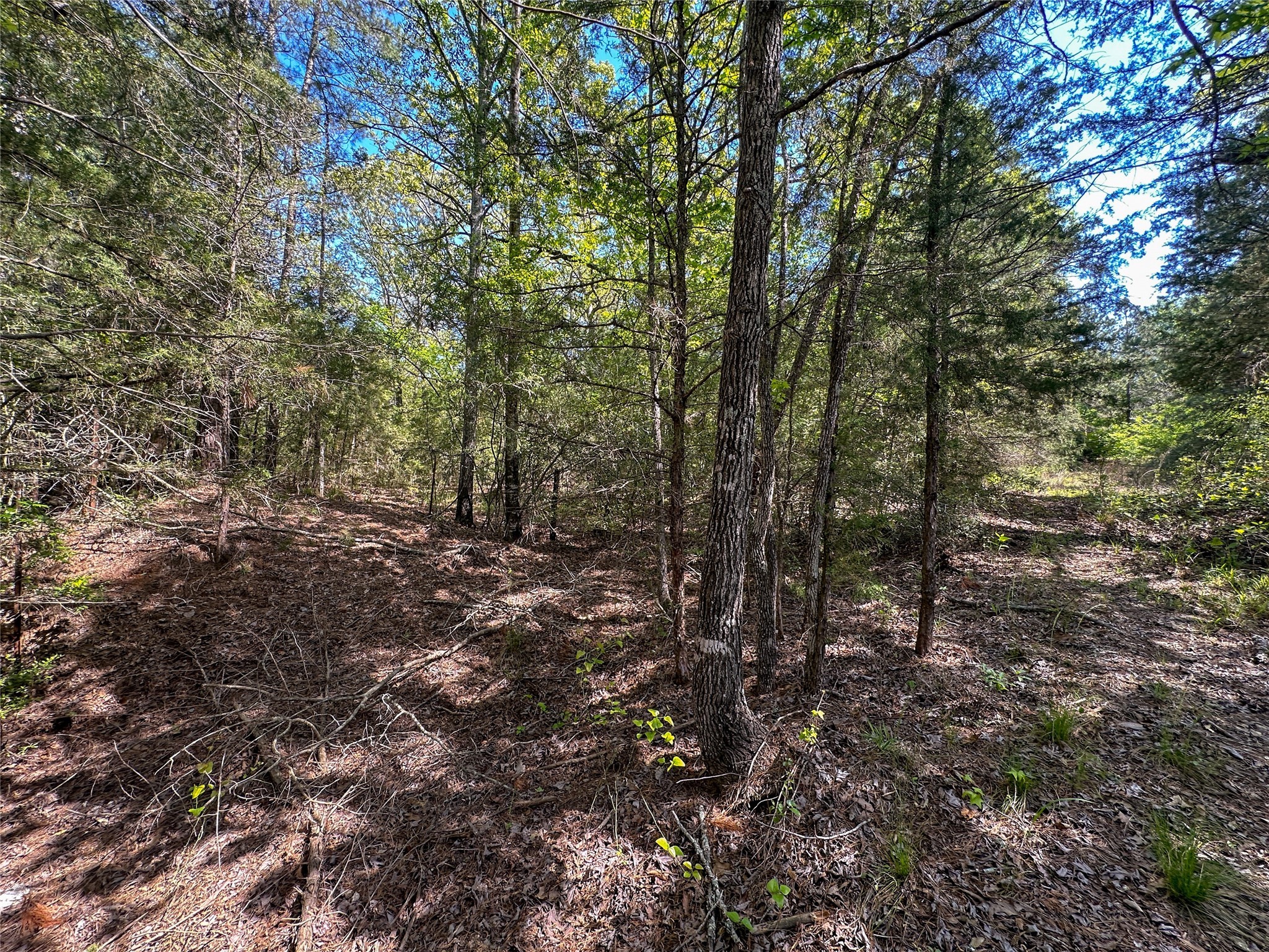 Tbd Fm 1511 Property Photo 7