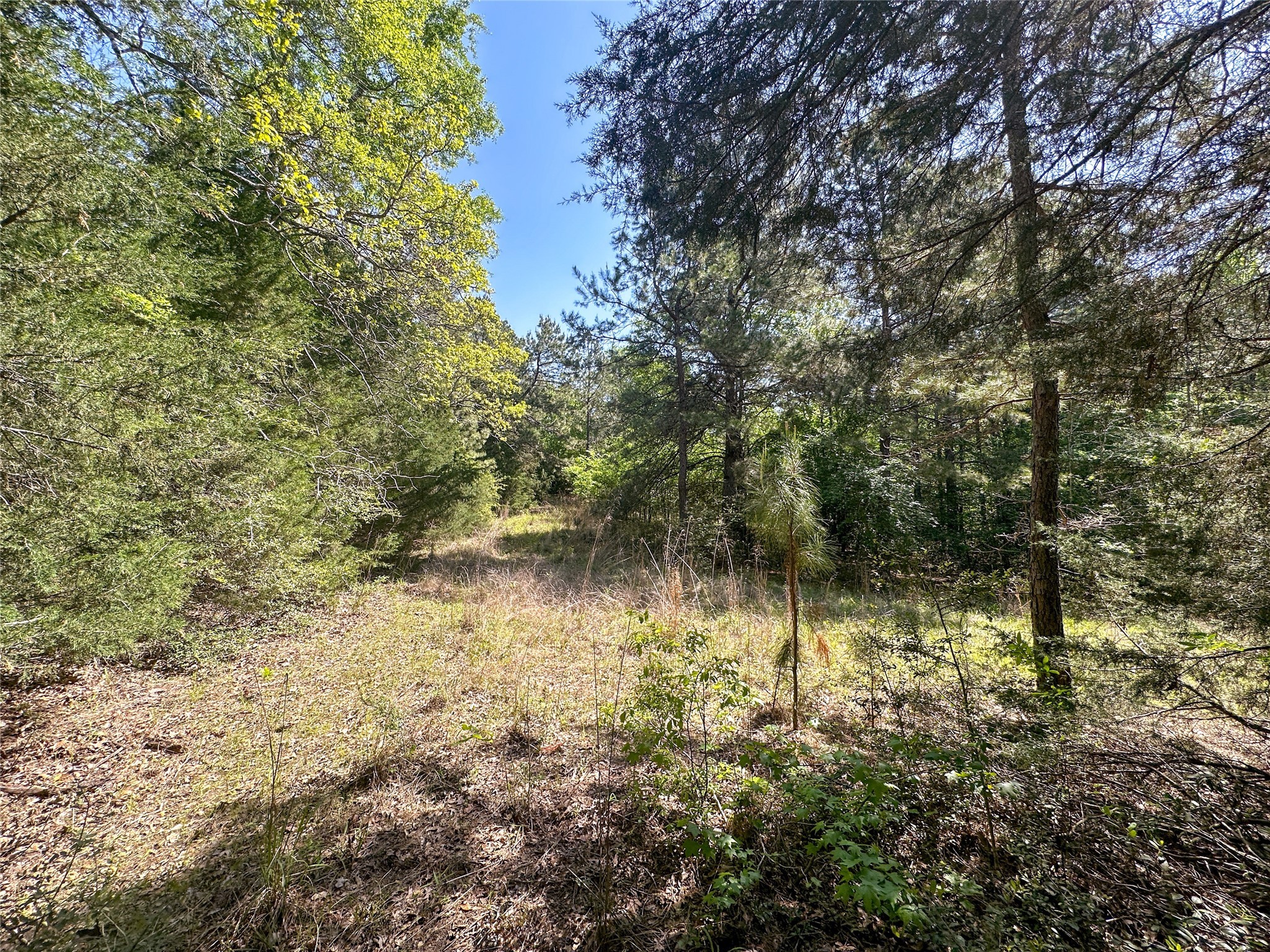 Tbd Fm 1511 Property Photo 9