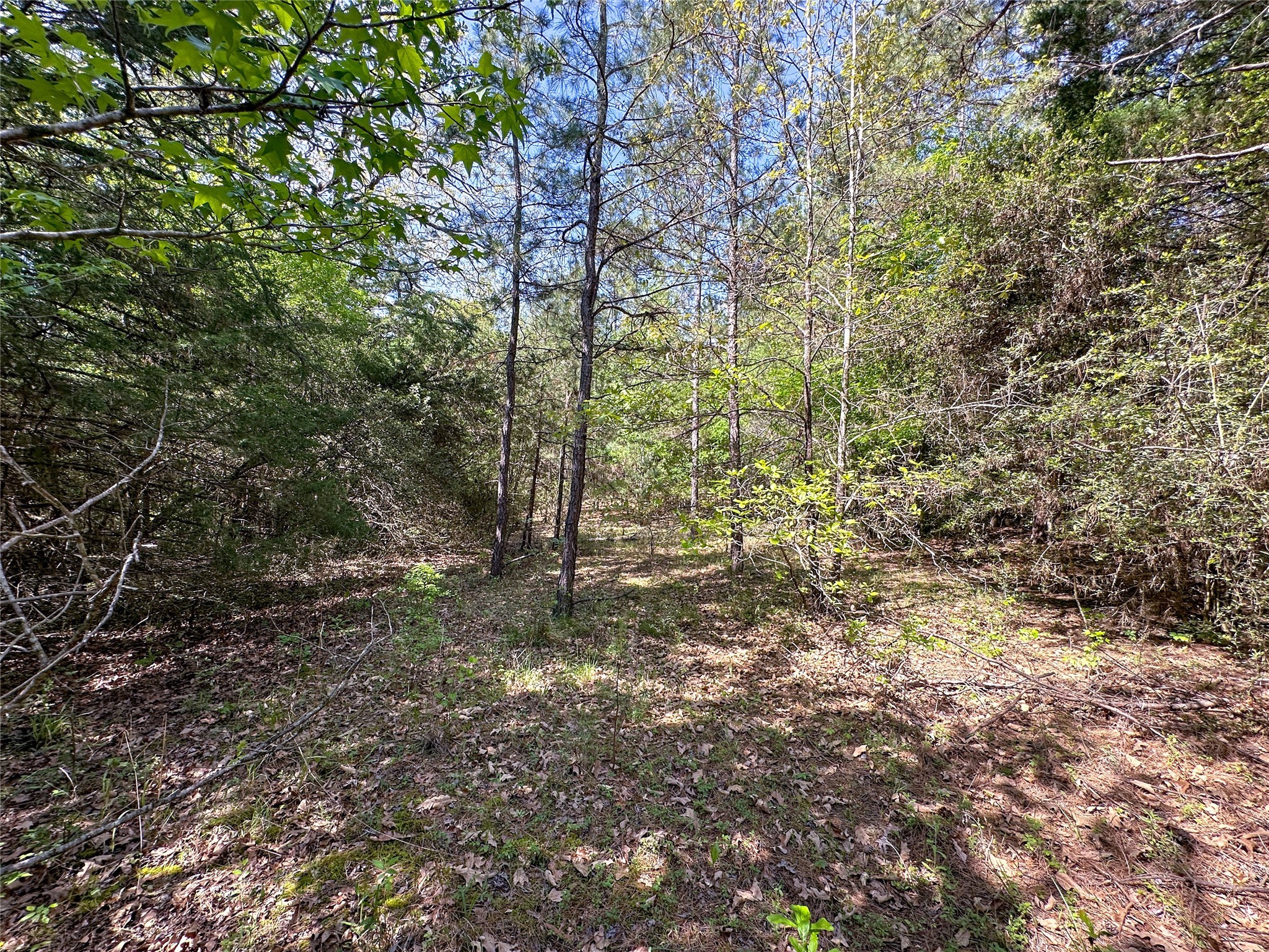 Tbd Fm 1511 Property Photo 17