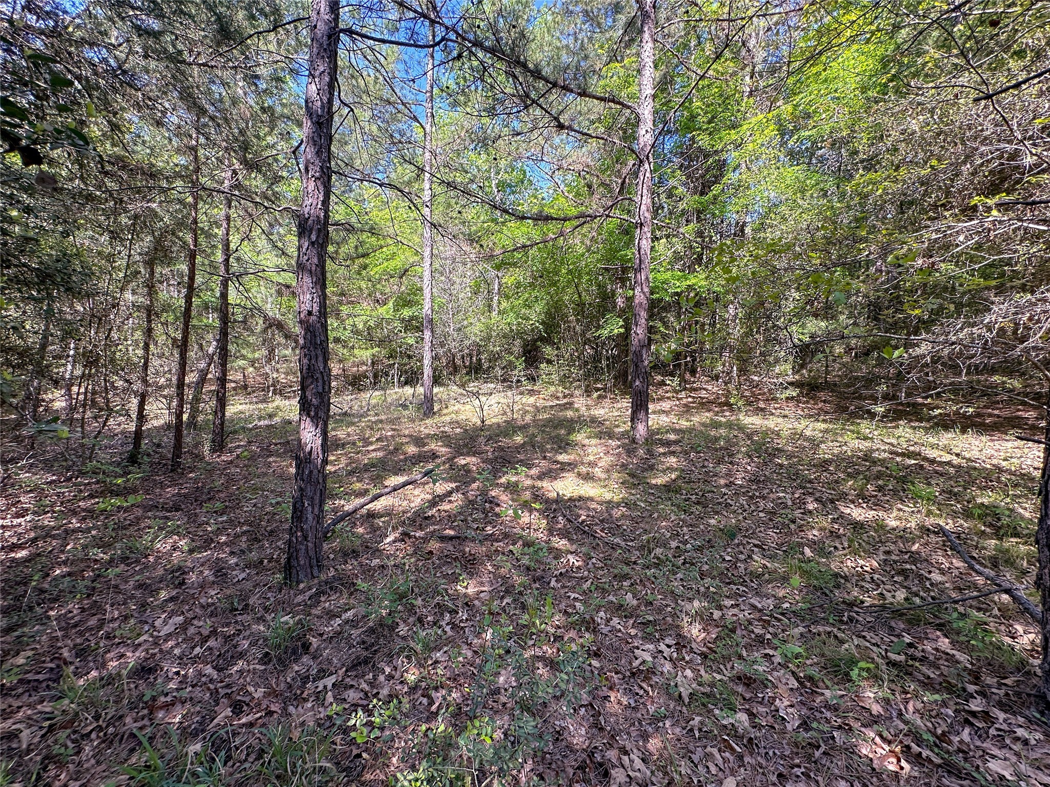 Tbd Fm 1511 Property Photo 19