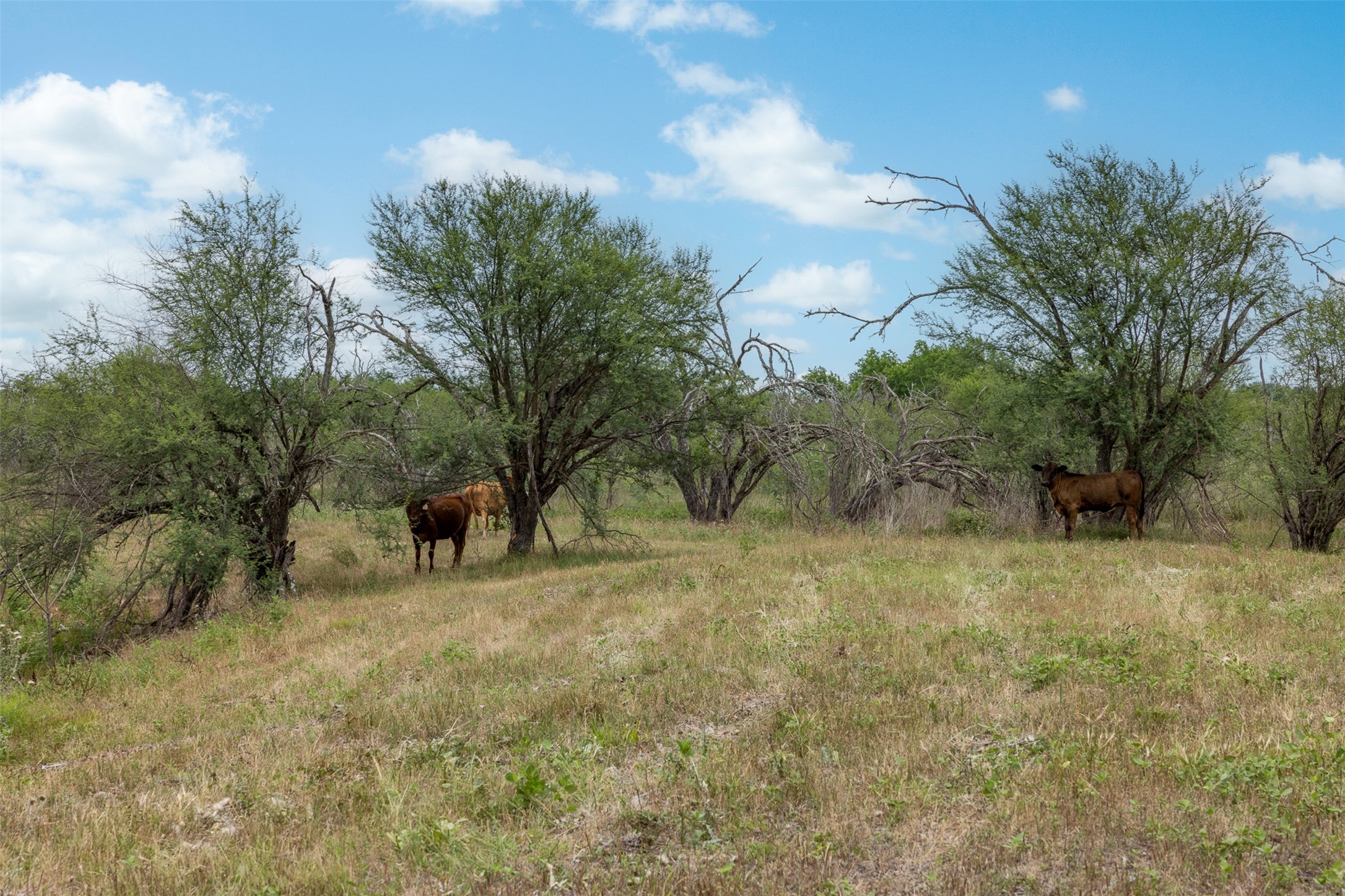00 Ives Creek Road Property Photo 14