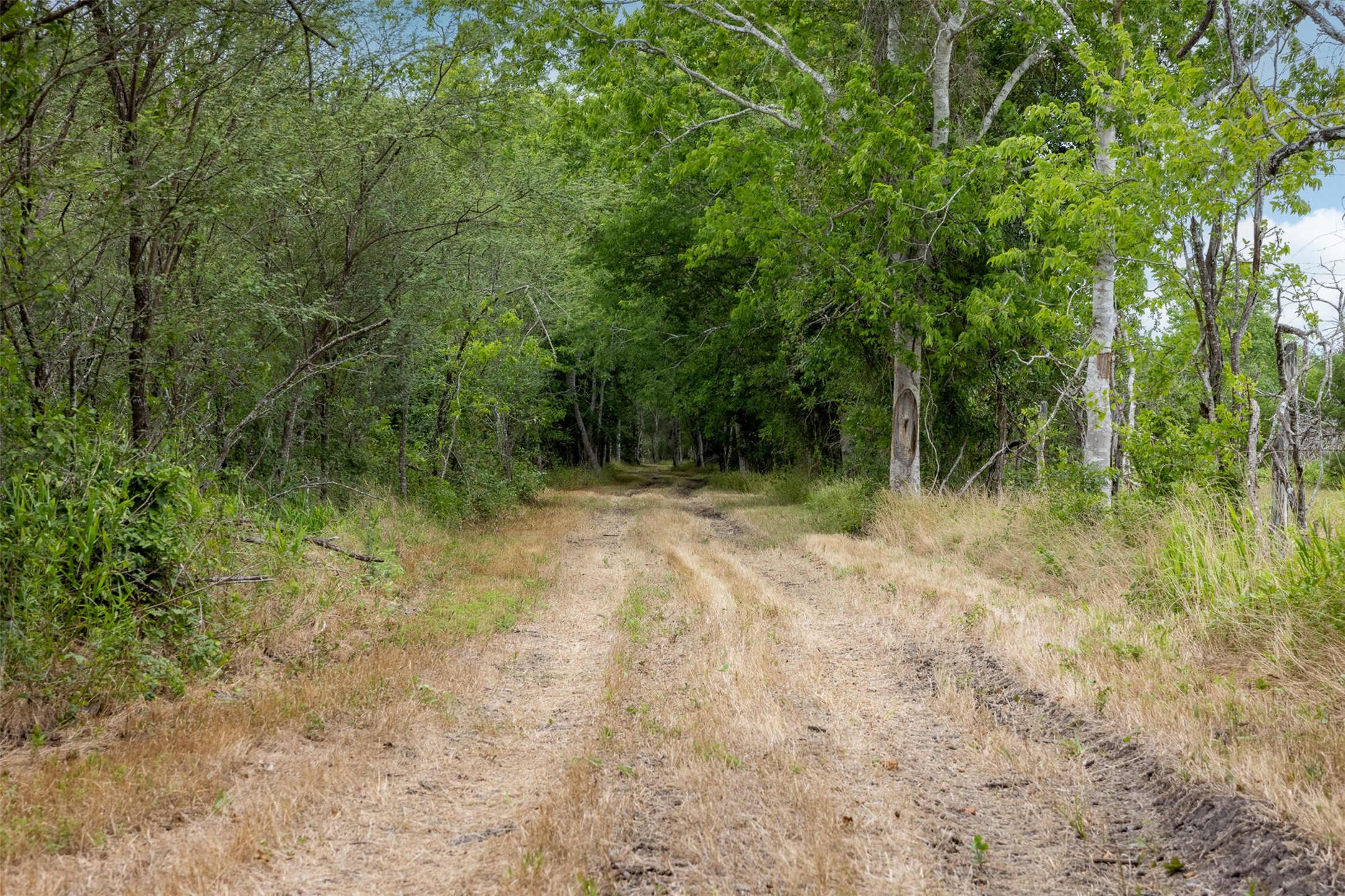 00 Ives Creek Road Property Photo 21