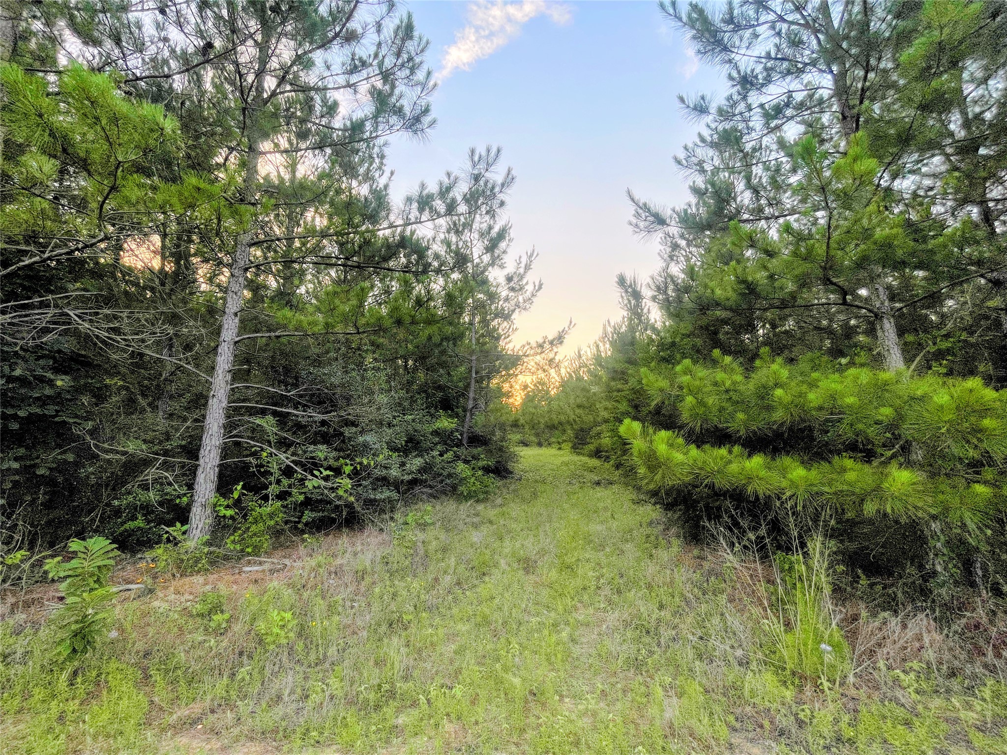 15705 Ridge Rock Road Property Photo 4