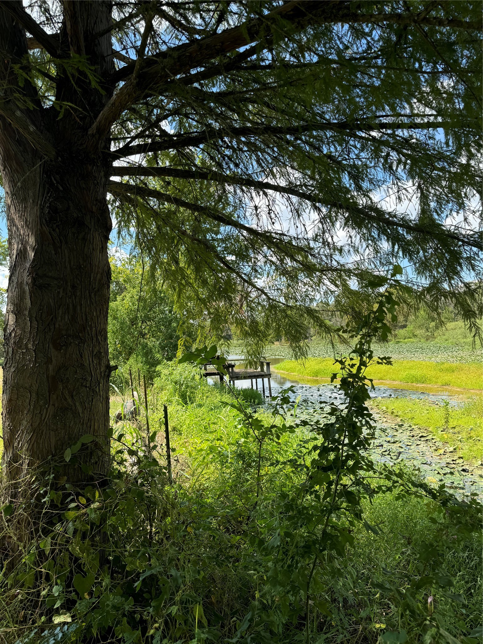 38056 S Bonnie Lake Drive Property Photo 10