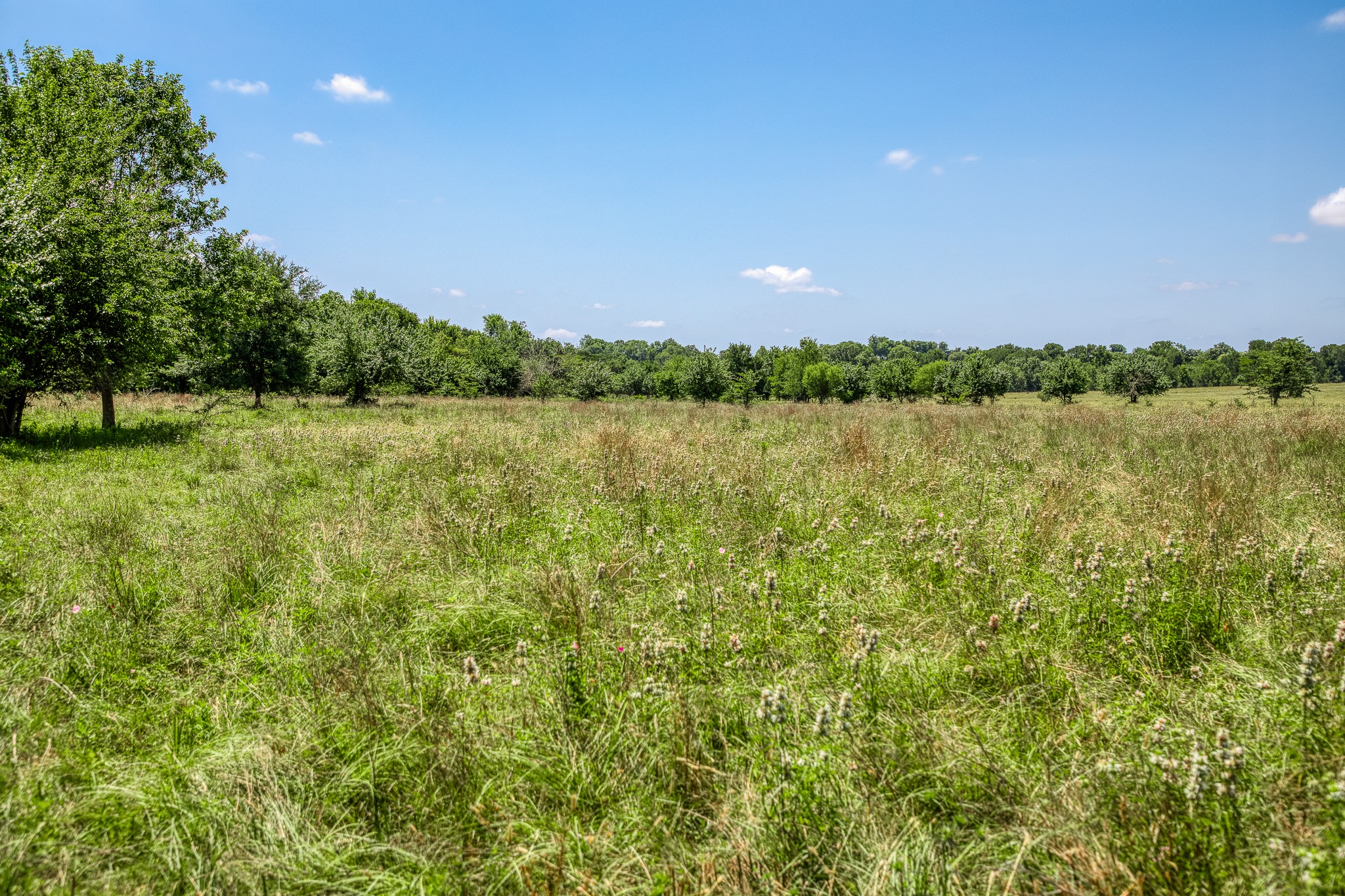 Tbd Fm 2621 Lane Property Photo 6