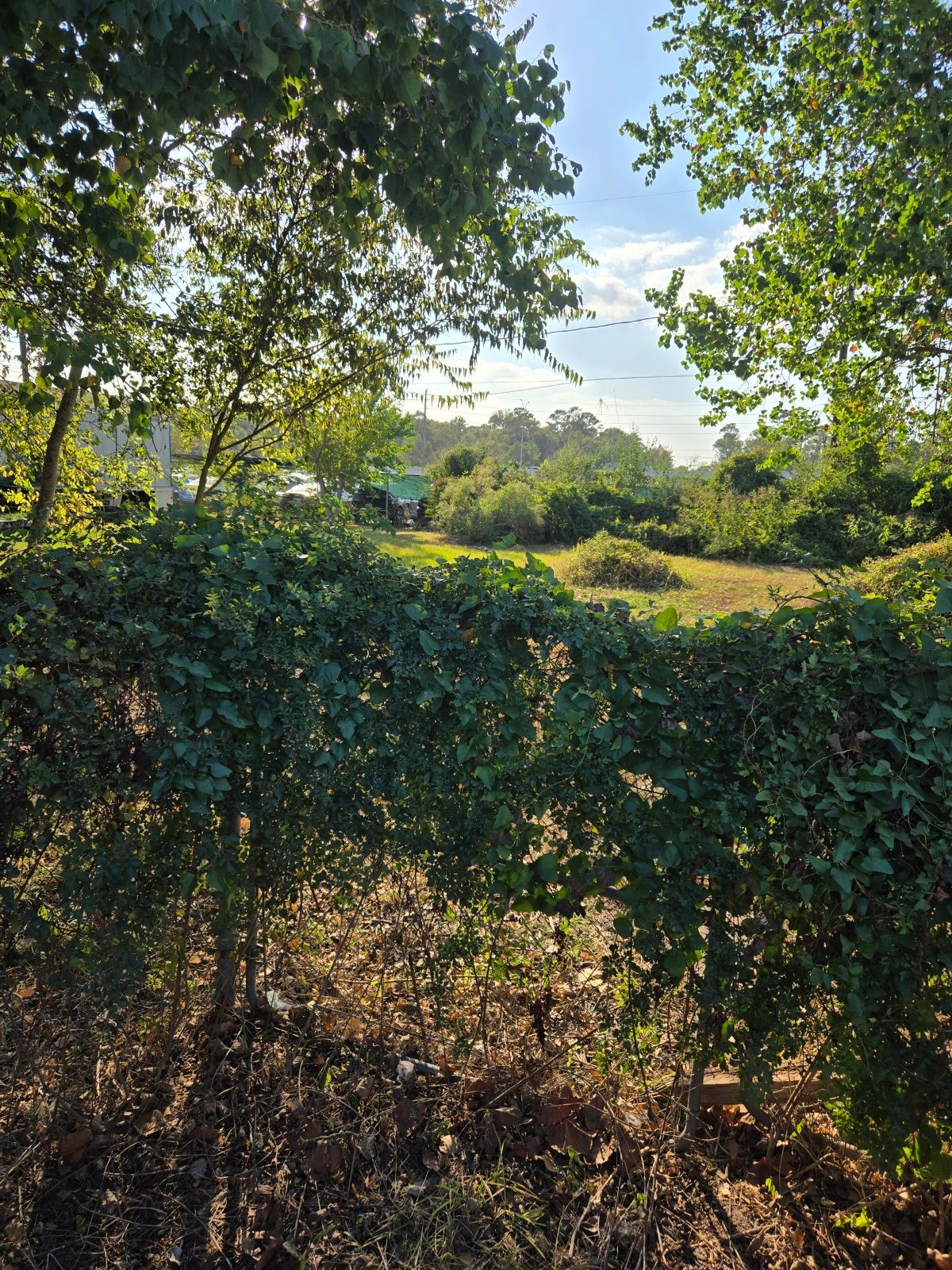 10021 Meadowvine Drive Property Photo 4