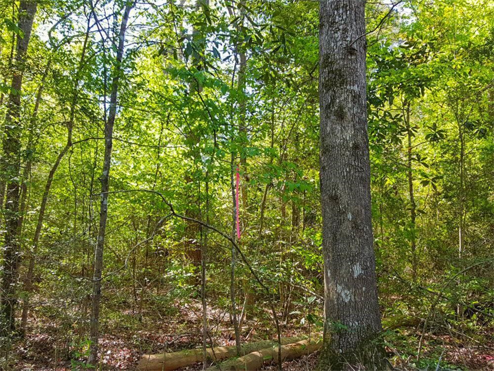 Tbd Borger Property Photo 5