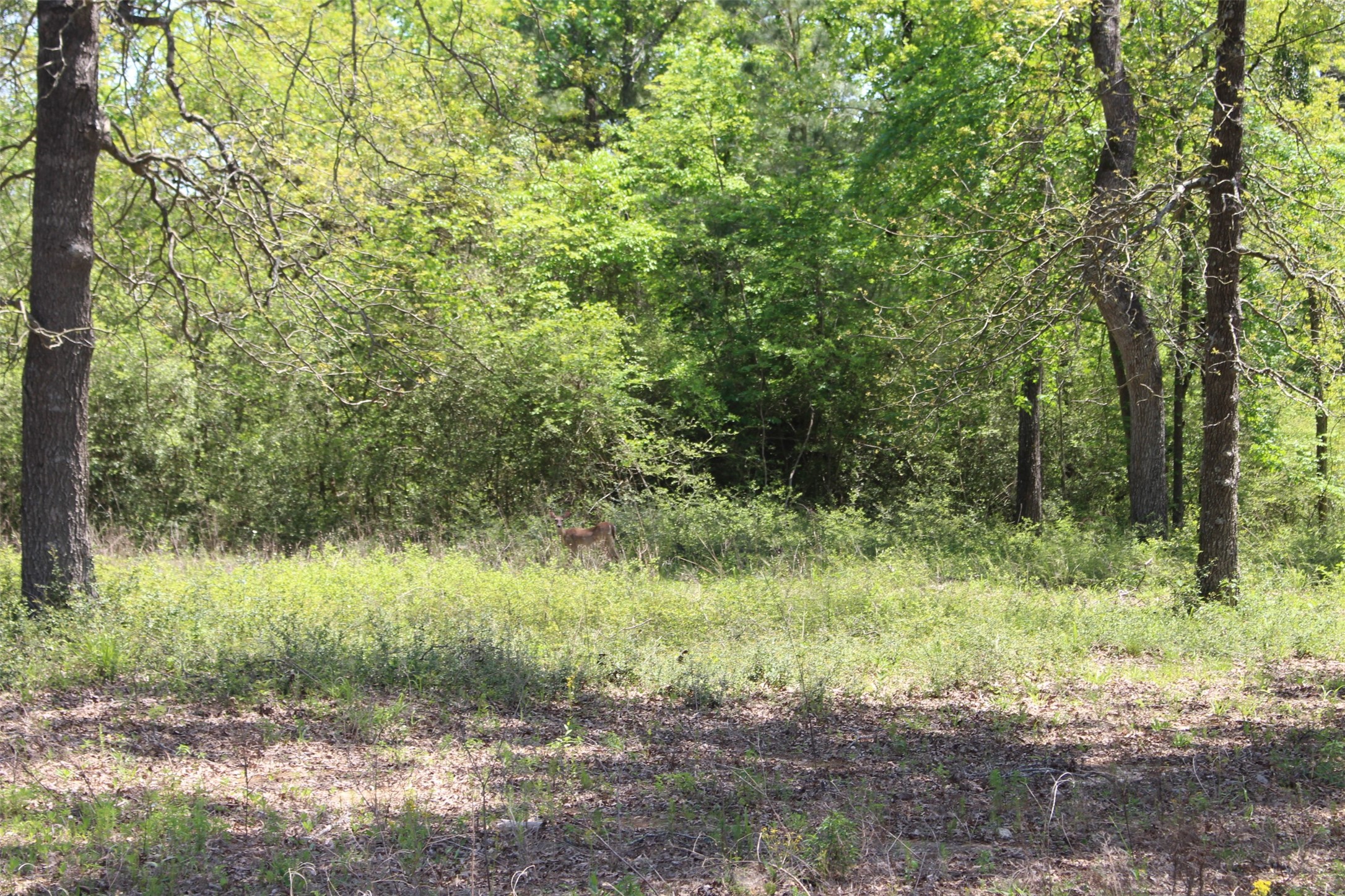 Tract 42 Private Road 1316 Property Photo 6