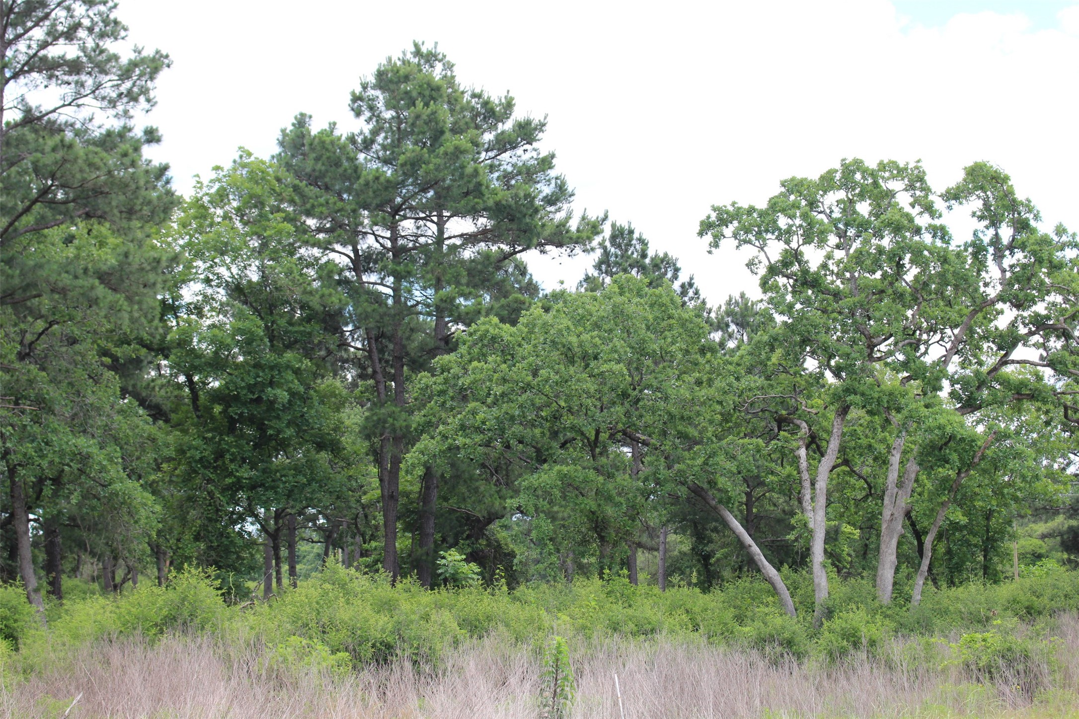 Tract 42 Private Road 1316 Property Photo 11